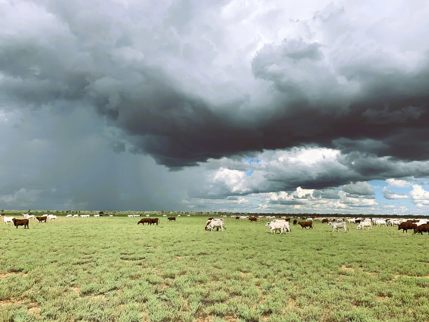 Additional image 10 of 318 Barringun Road, Barringun QLD 4490