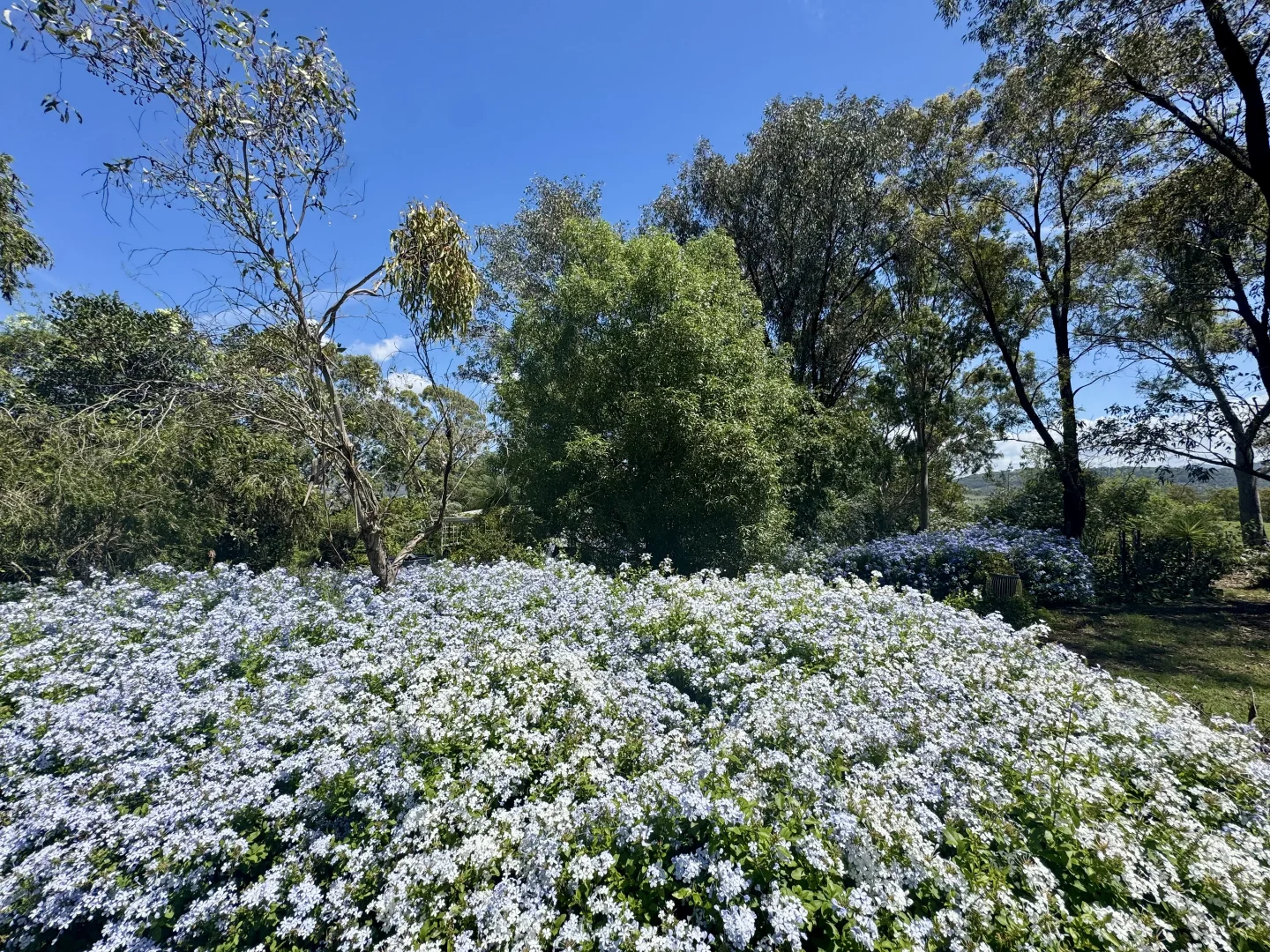 Additional image 7 of "Nullegai" 190 Thompson Creek Road, Scone NSW 2337