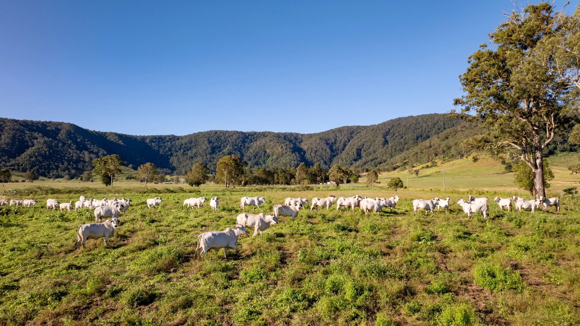 Additional image 26 of 189 (Lot 33) Eastern Mary River Road, Conondale QLD 4552