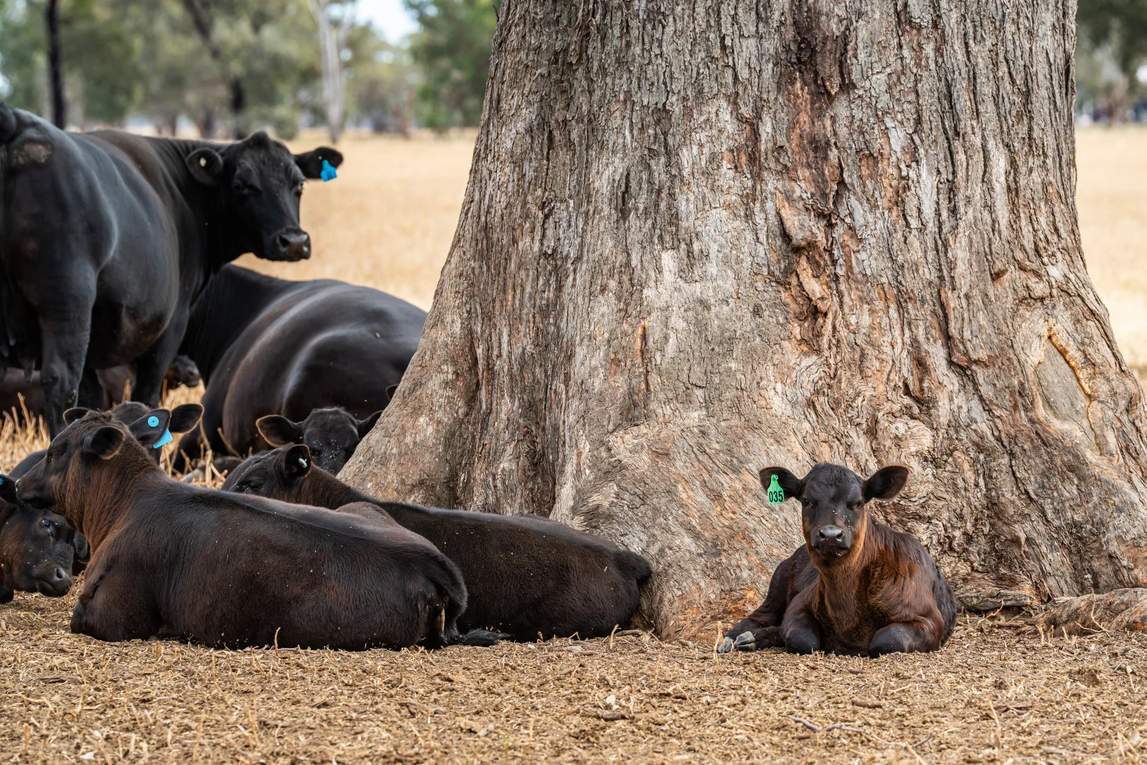 Additional image 7 of 366 Whitehead Street, Corowa NSW 2646