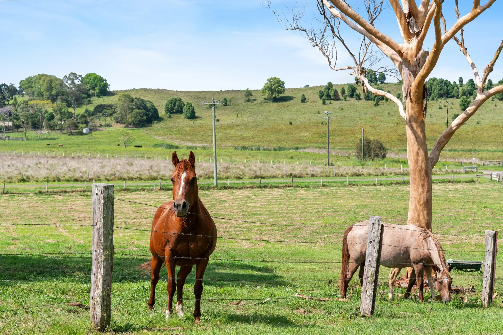Additional image 17 of 115 Howards Grass Road, Lismore Heights NSW 2480