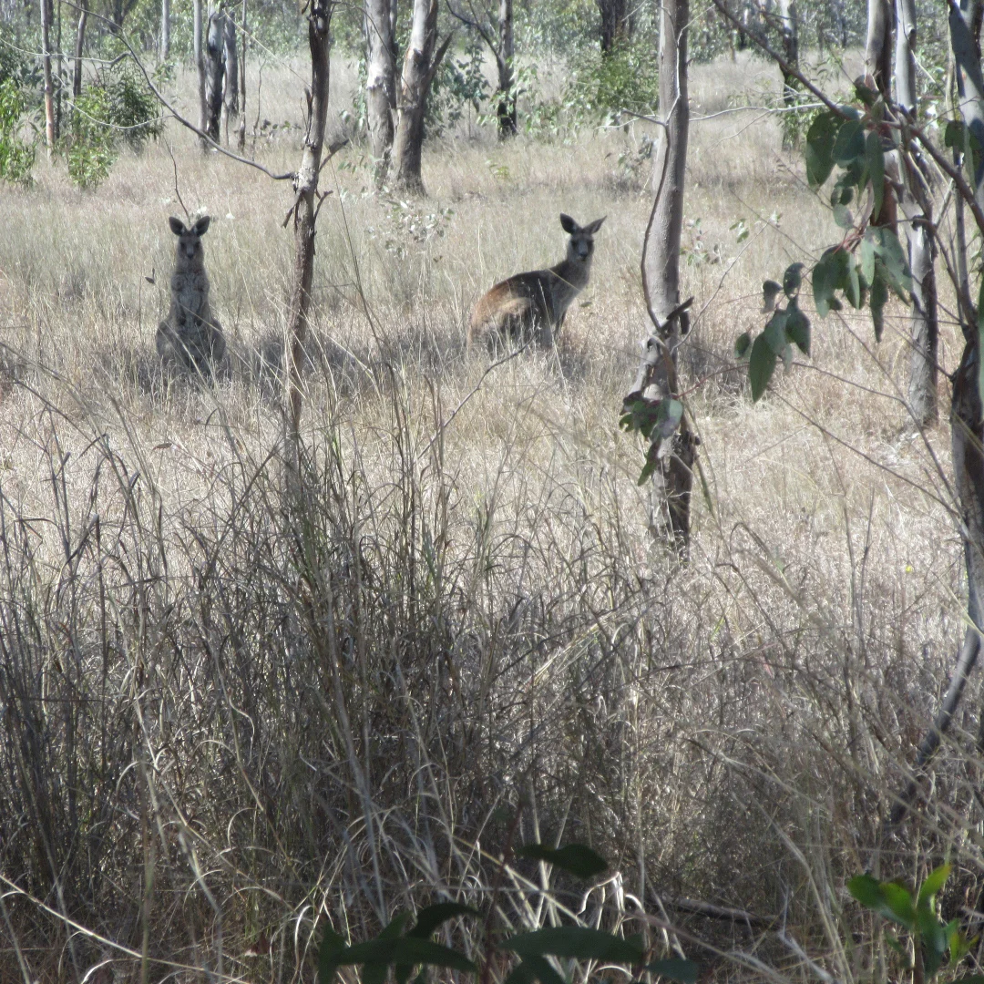 Additional image 2 of Lot/115 Kofoeds Road, Tara QLD 4421