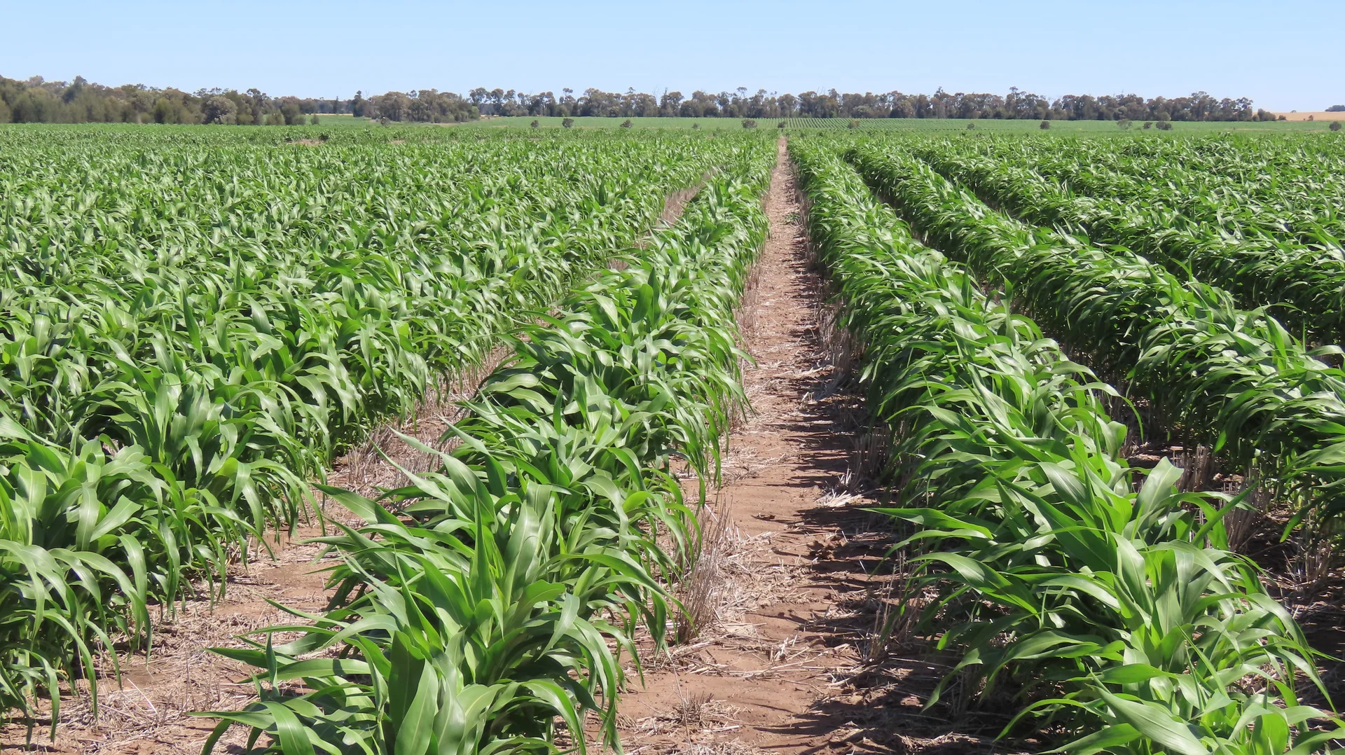 Additional image 17 of "Arrowfield"  648 Spinks Road, Goondiwindi QLD 4390