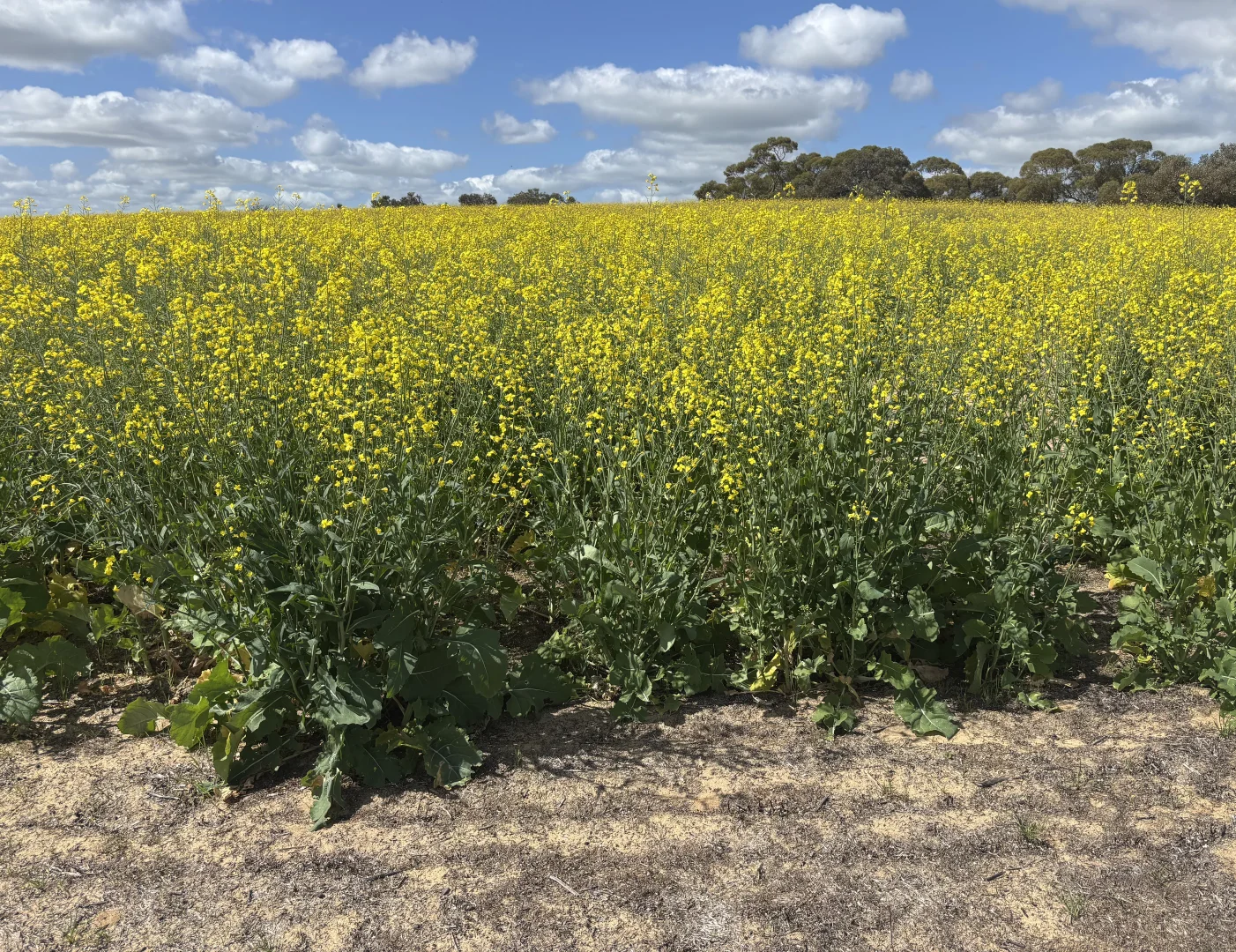 Additional image 30 of 1105 Coorow-Greenhead Road, Coorow WA 6515