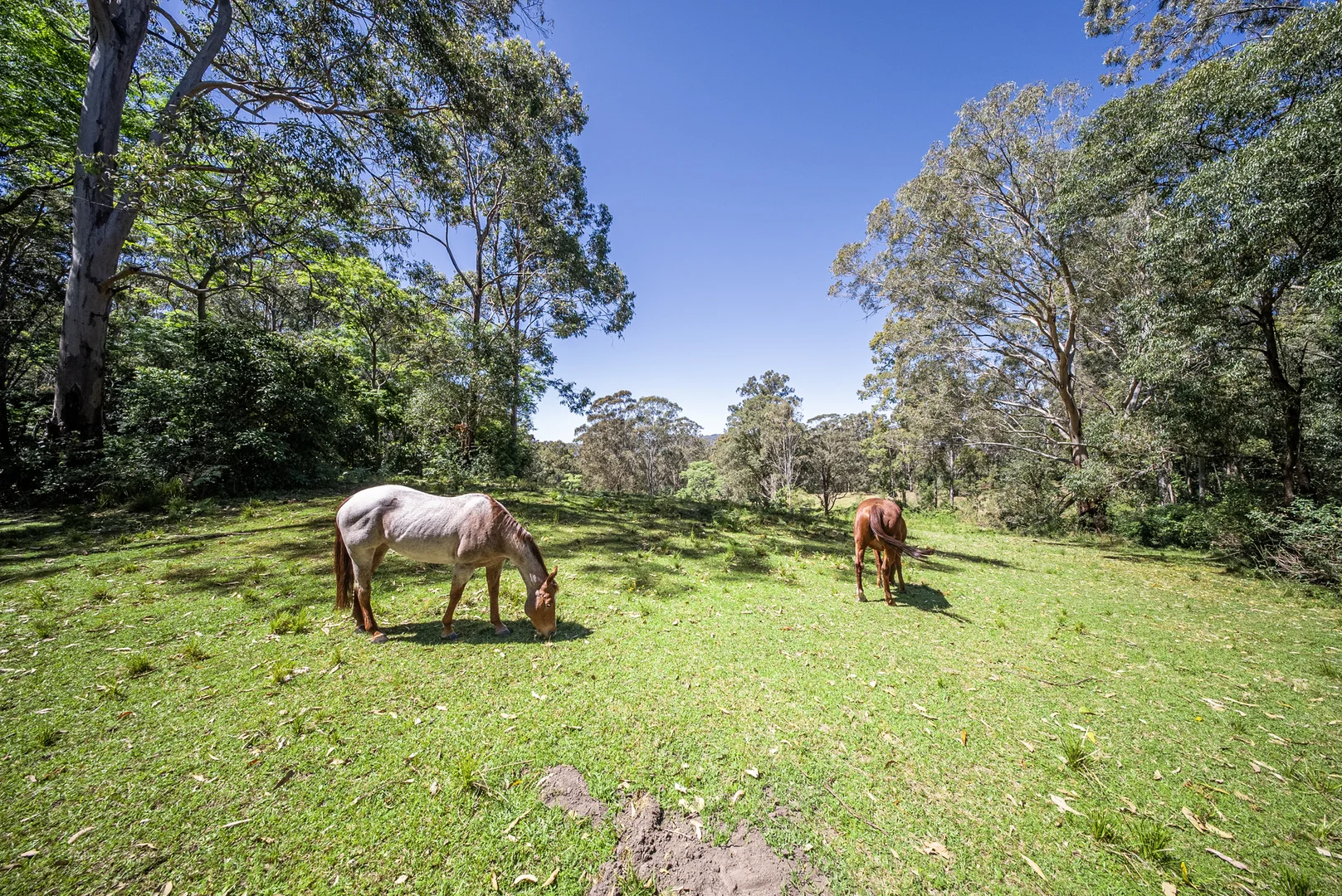 Additional image 4 of 123 Parishs Road, Hilldale via, Dungog NSW 2420