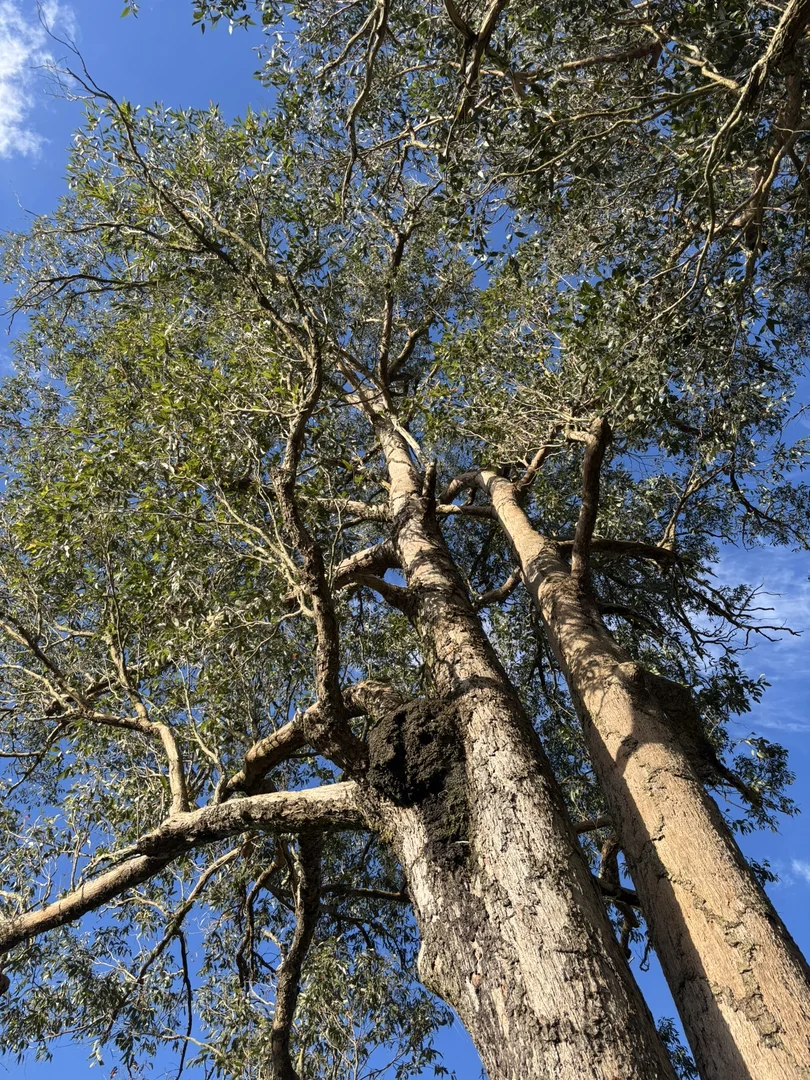 Additional image 2 of 119 Briton Court Road, Stroud NSW 2425