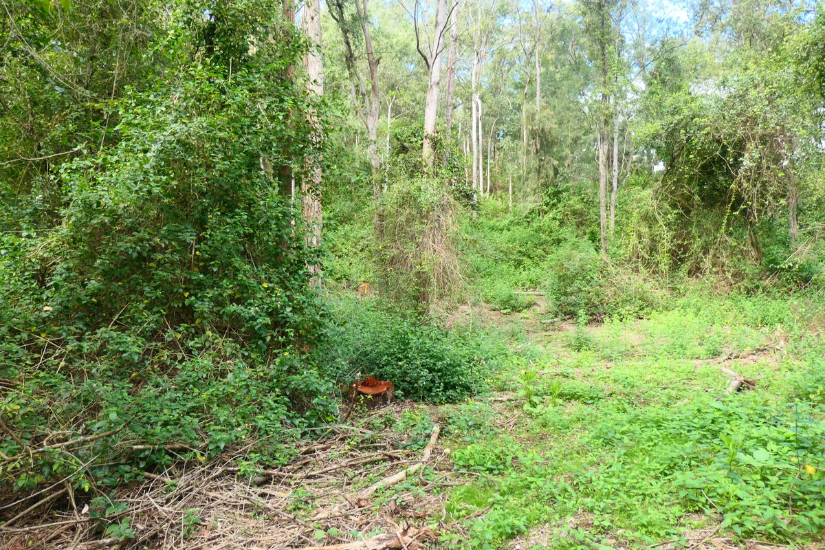 Additional image 13 of 146 Mills Road, Bean Creek NSW 2469