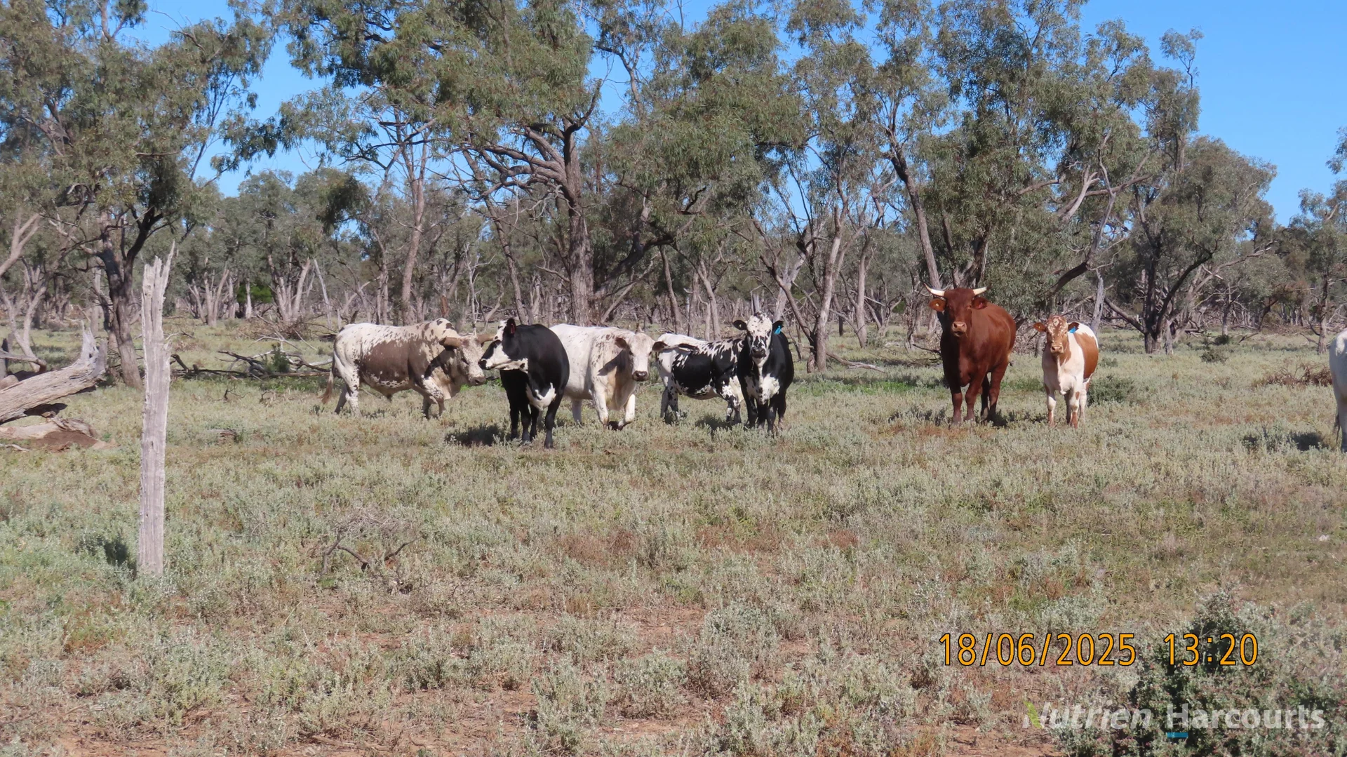 Additional image 19 of * Springvale, Walgett NSW 2832