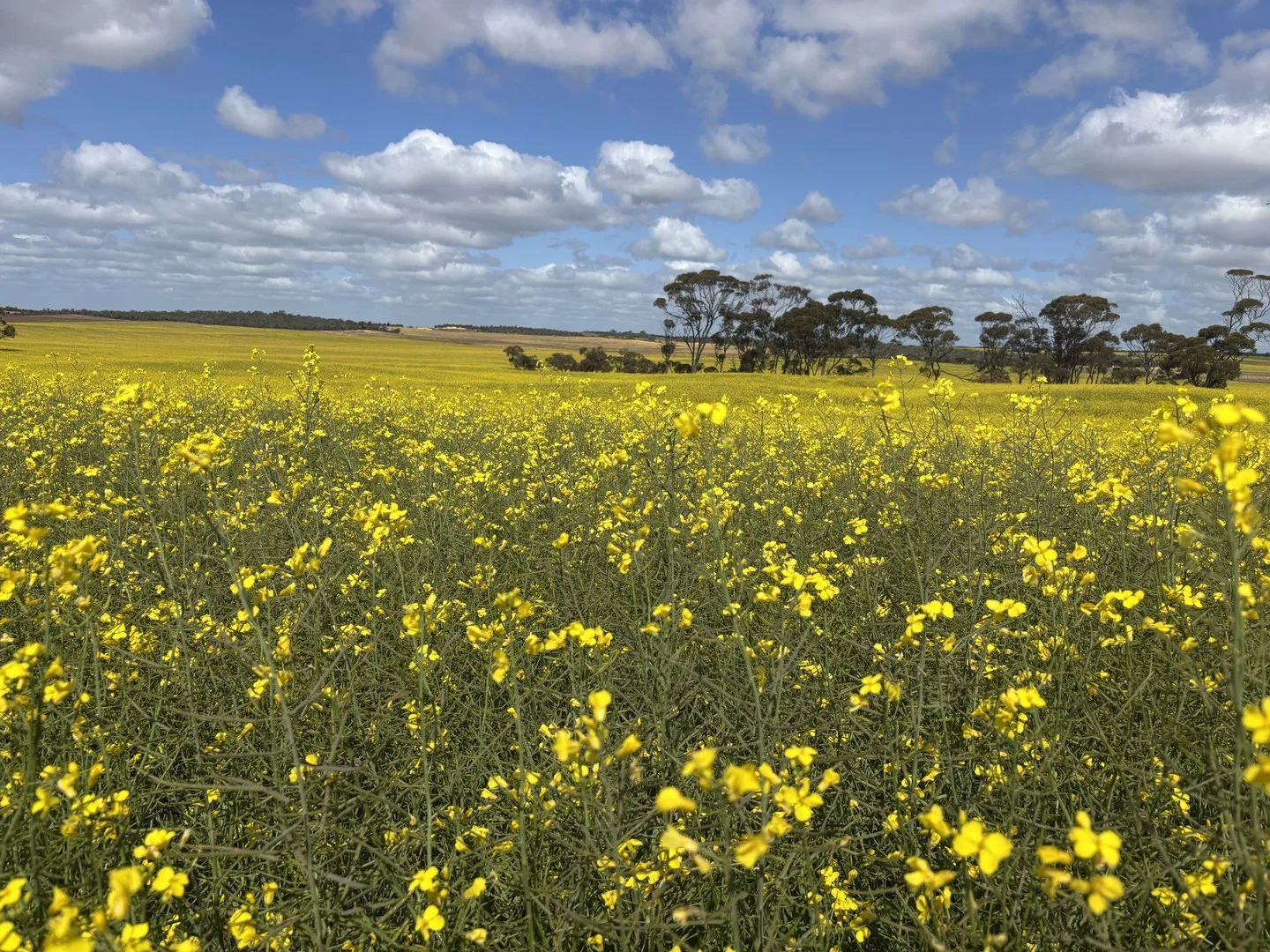 1105 Coorow-Greenhead Road, Coorow WA 6515