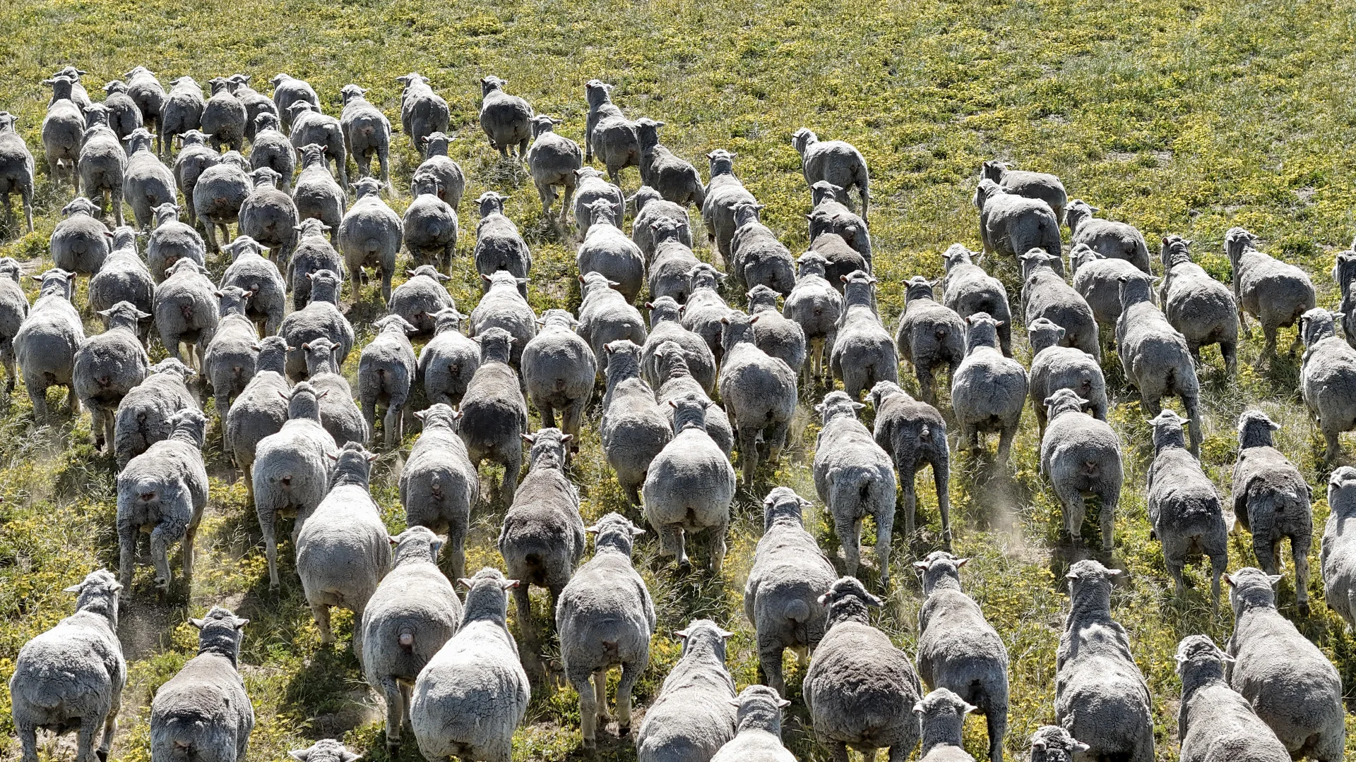 Additional image 23 of 4910 Mallee Highway, Peake SA 5301