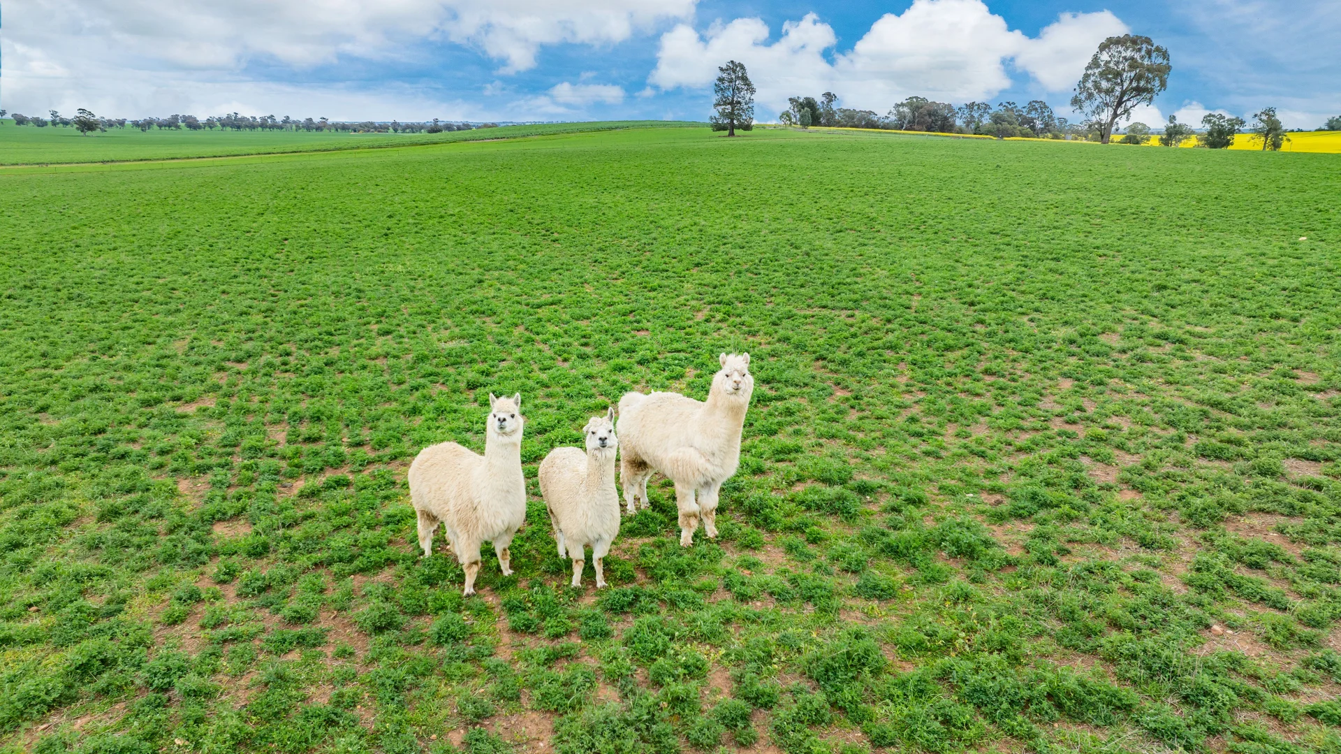 Additional image 11 of 1516 Osborne Pleasant HIlls Road, Pleasant Hills NSW 2658