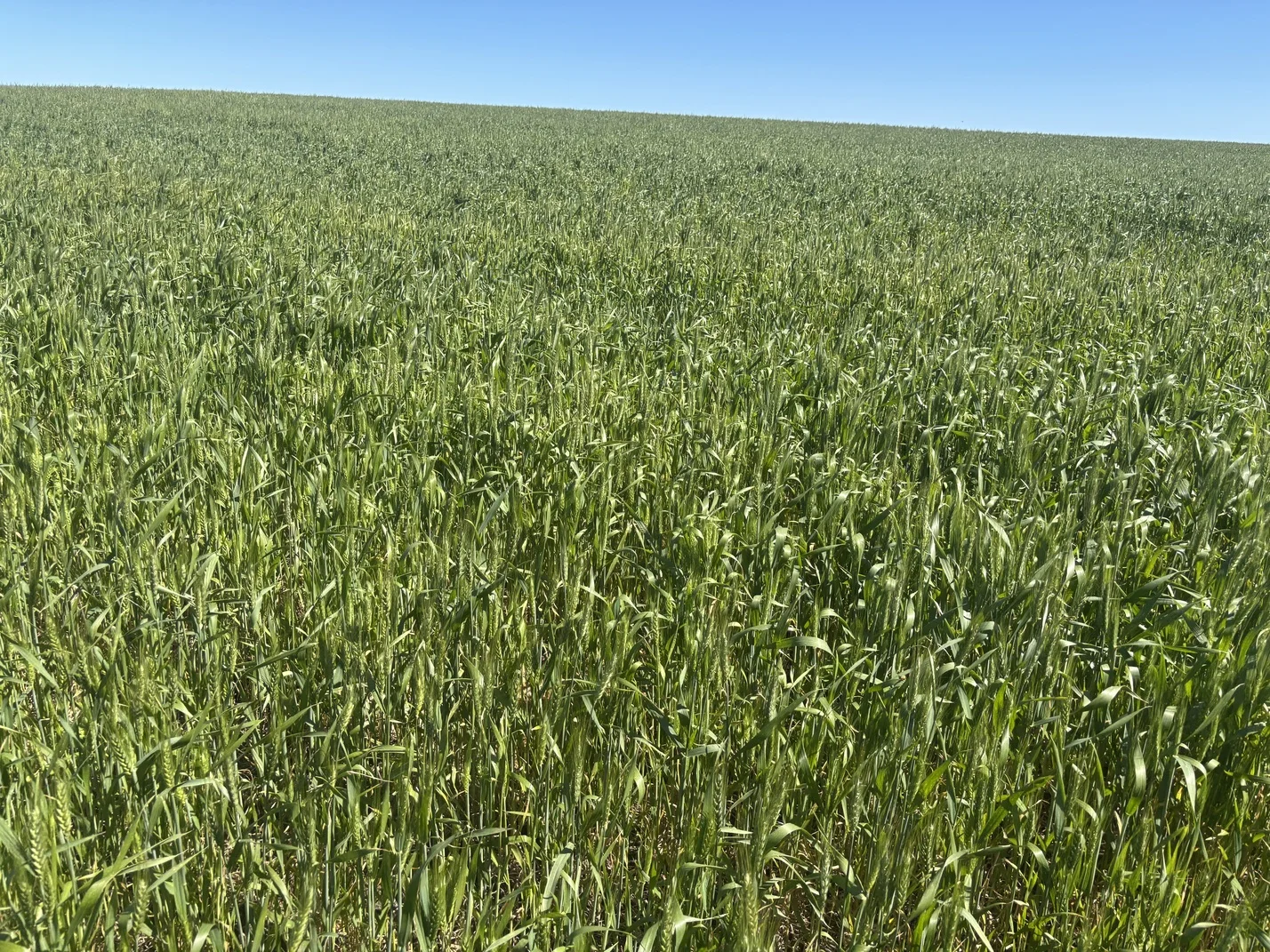 Additional image 15 of Lot 55 Ahern Place, Hickety WA 6532