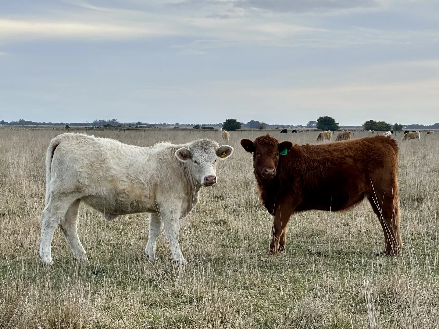 Additional image 15 of 1, Lot 417 & 429 Sebastopol Springs Rd, Sebastopol SA 5280