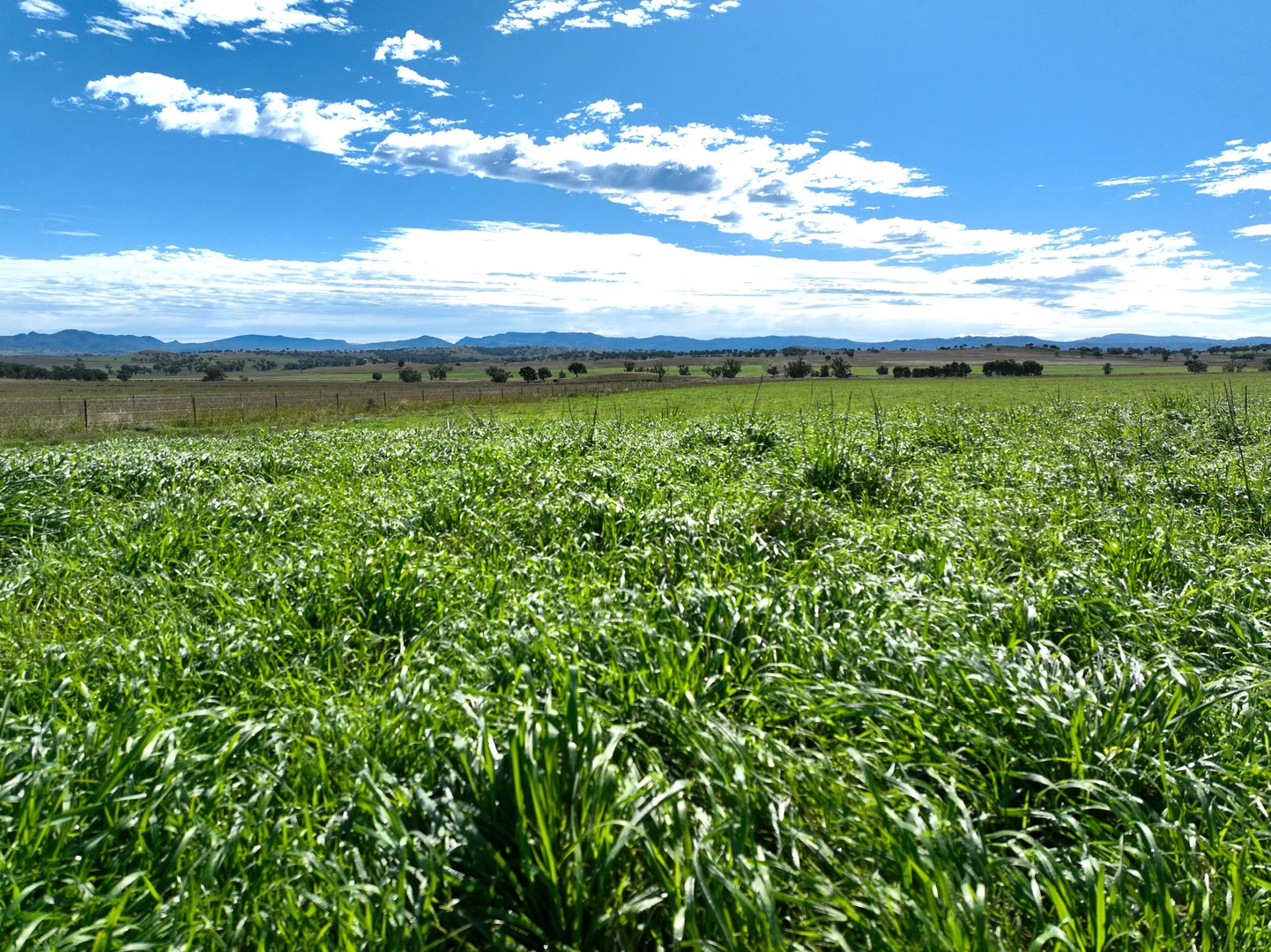 Additional image 4 of "Thirlmere" 450 Bridges Road, Gunnedah NSW 2380
