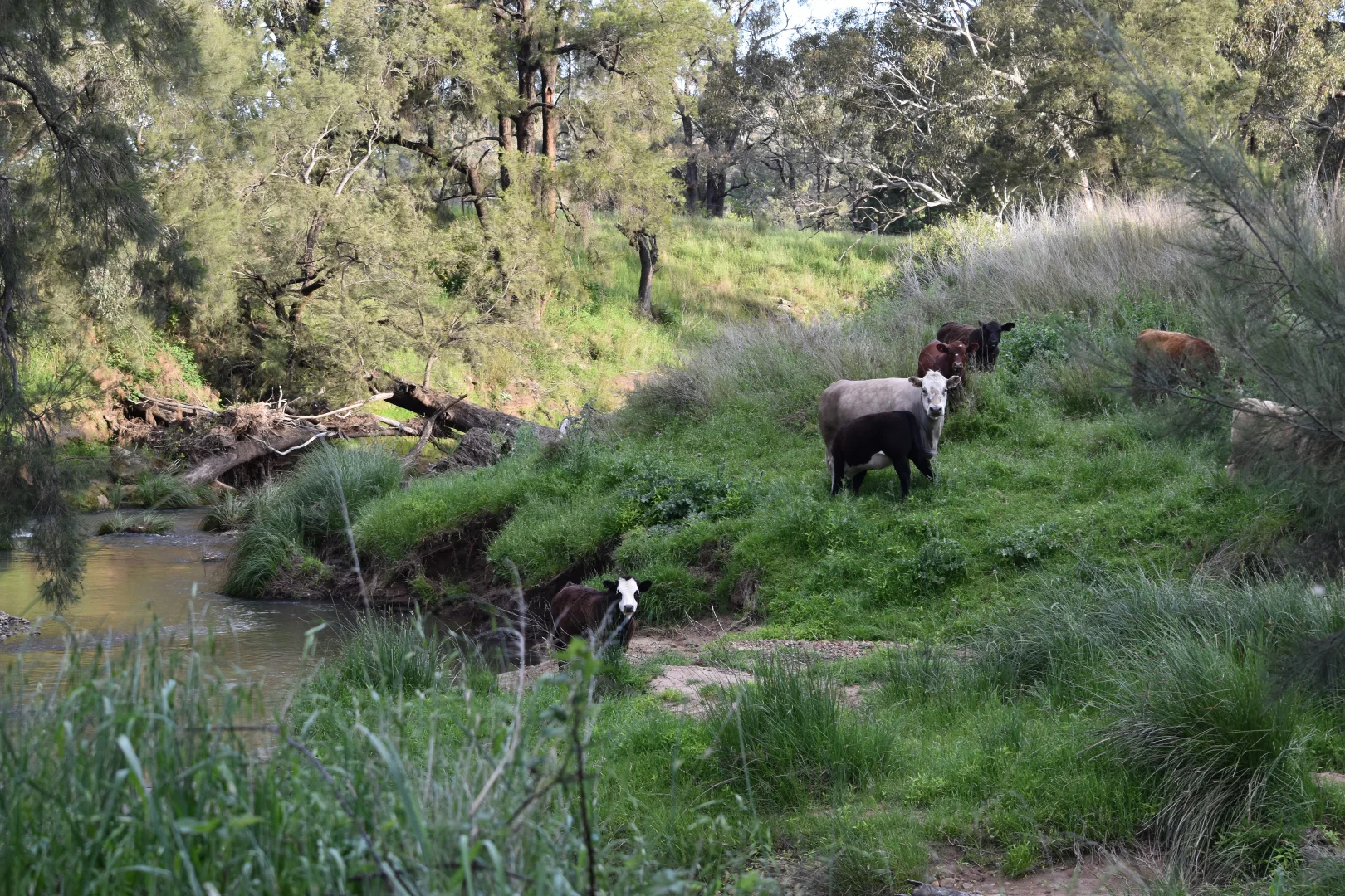 Additional image 90 of 1124 WARKTON ROAD, Coonabarabran NSW 2357