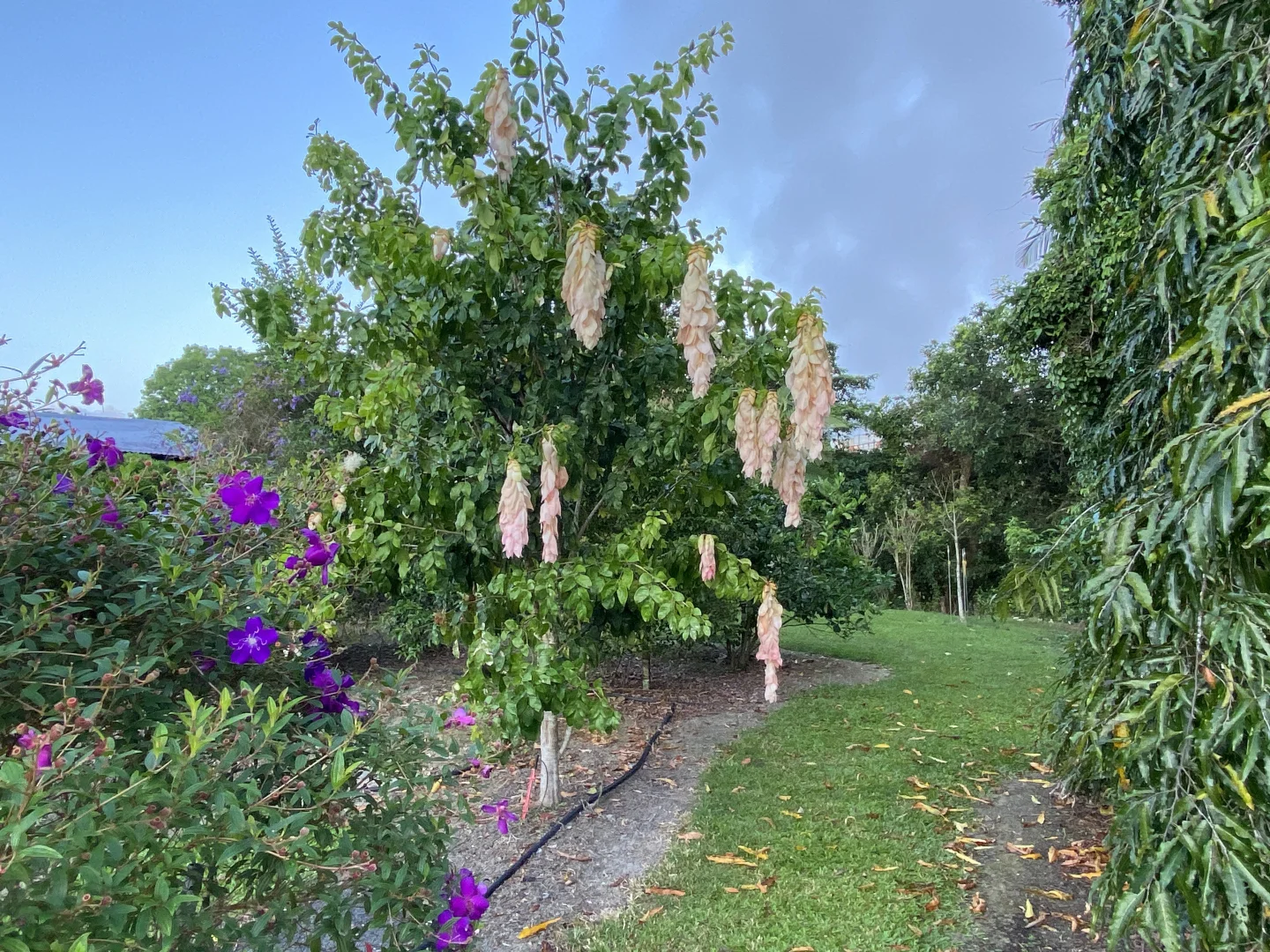 Additional image 26 of 10 Wildsoet Street, Tully QLD 4854