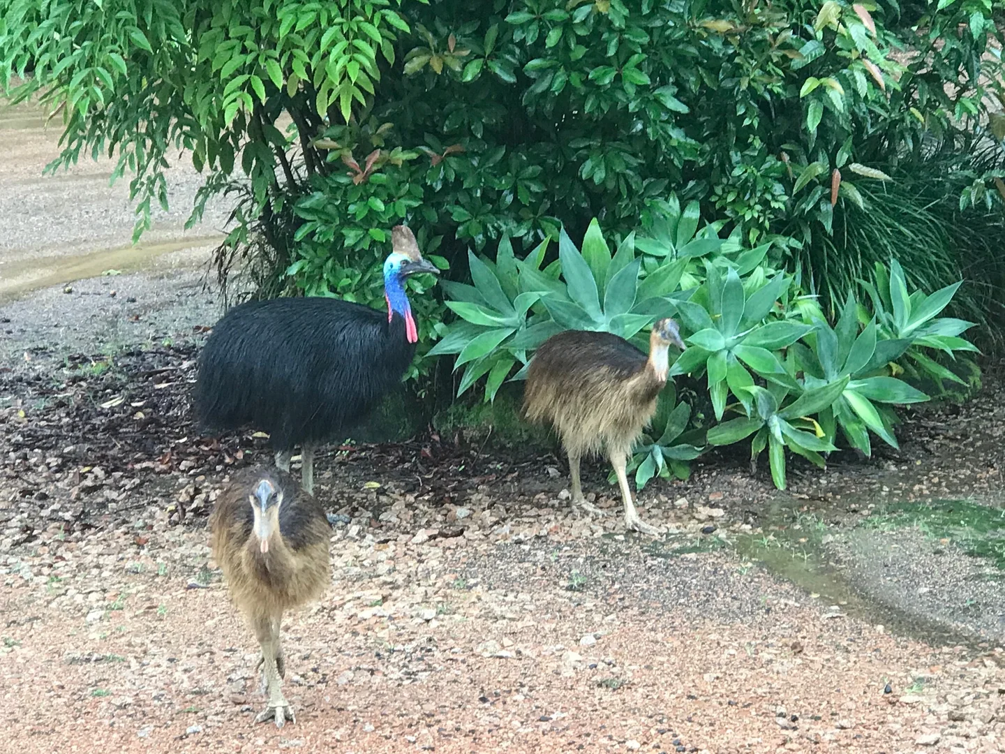 Additional image 6 of 62 Mountain View Cl, Maria Creeks QLD 4855