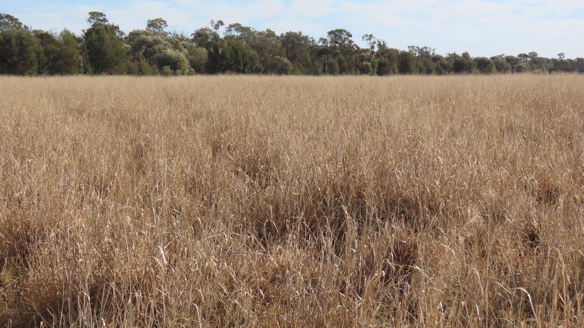 Additional image 12 of "Arrowfield"  648 Spinks Road, Goondiwindi QLD 4390