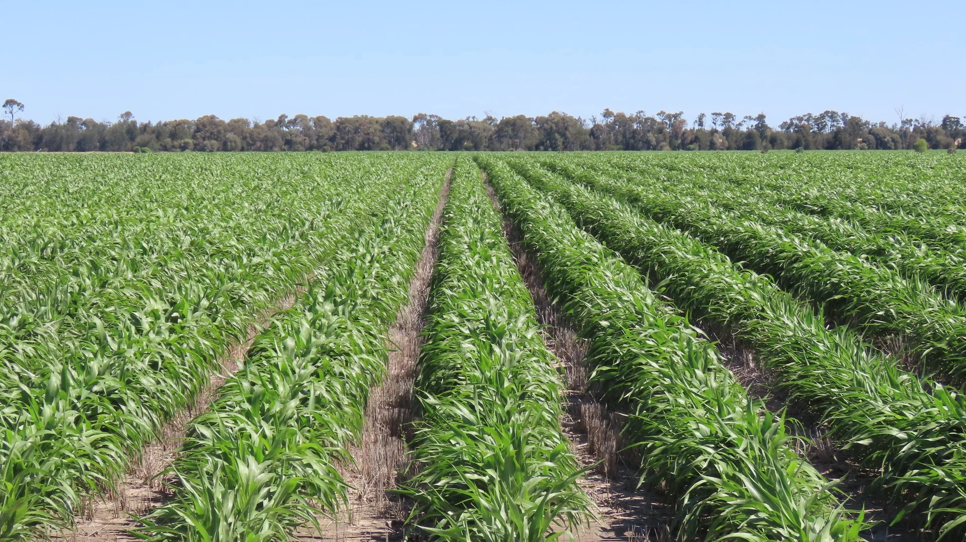 "Arrowfield"  648 Spinks Road, Goondiwindi QLD 4390