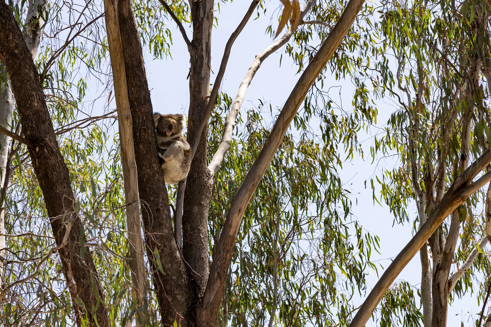 Additional image 32 of 185 Morgans Mill Road, Bearii VIC 3641