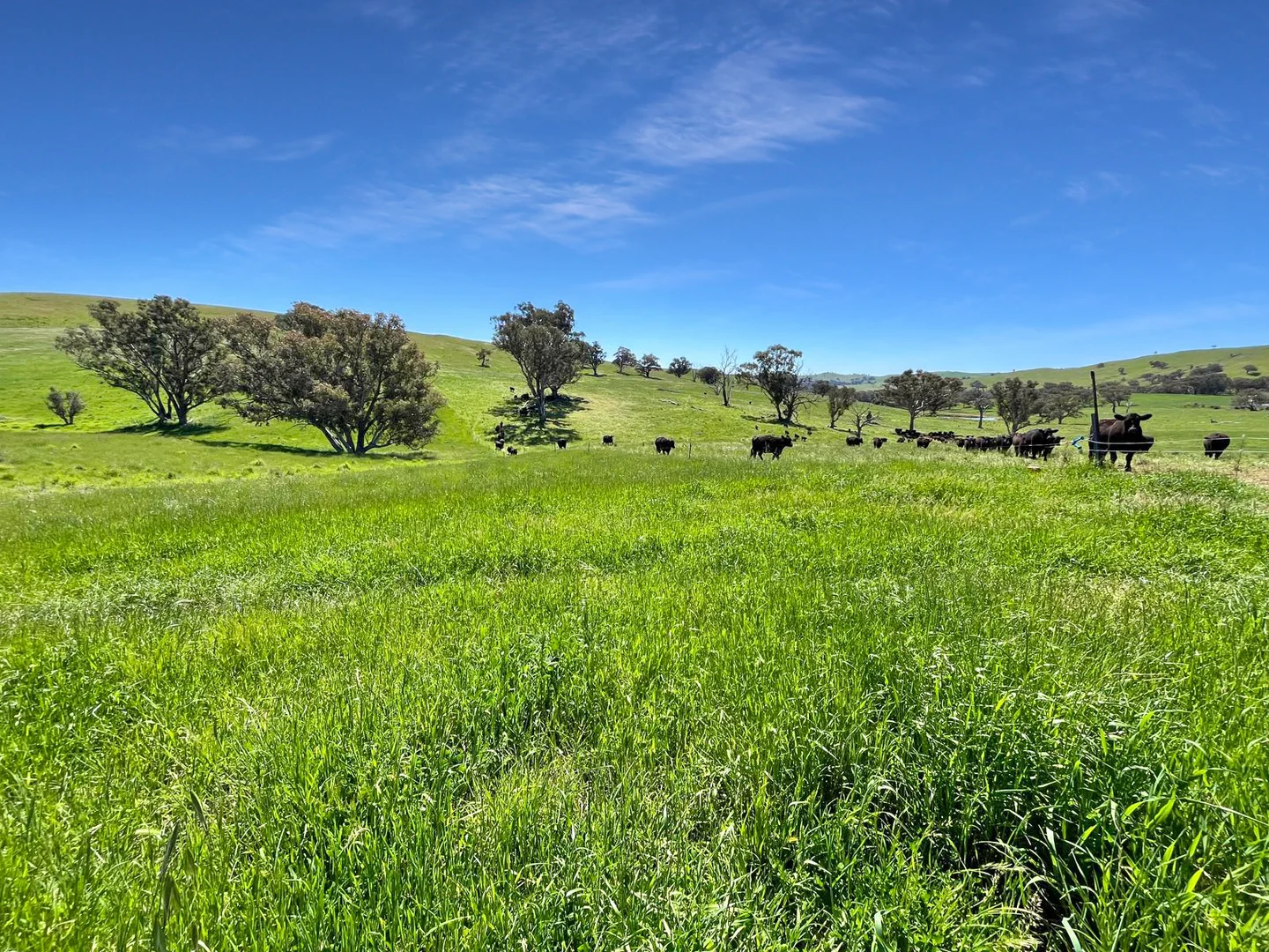 Additional image 26 of 'horse Gully' Old Waugoola Road, Woodstock NSW 2793