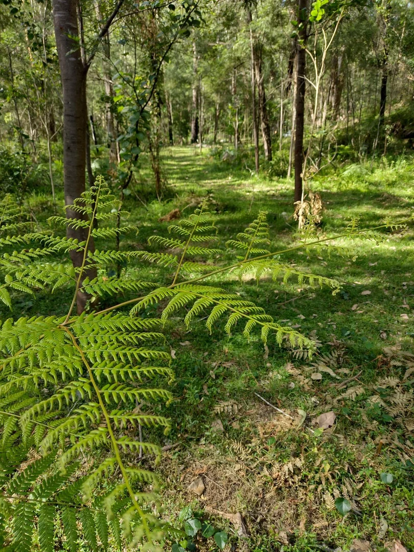 Additional image 29 of 75 L3 Private Access, Laguna NSW 2325