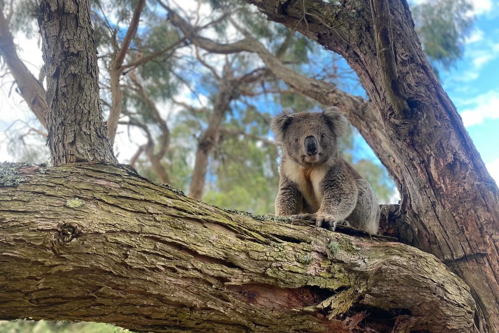 Additional image 38 of 1704 Tarra Valley Road, Tarra Valley VIC 3971
