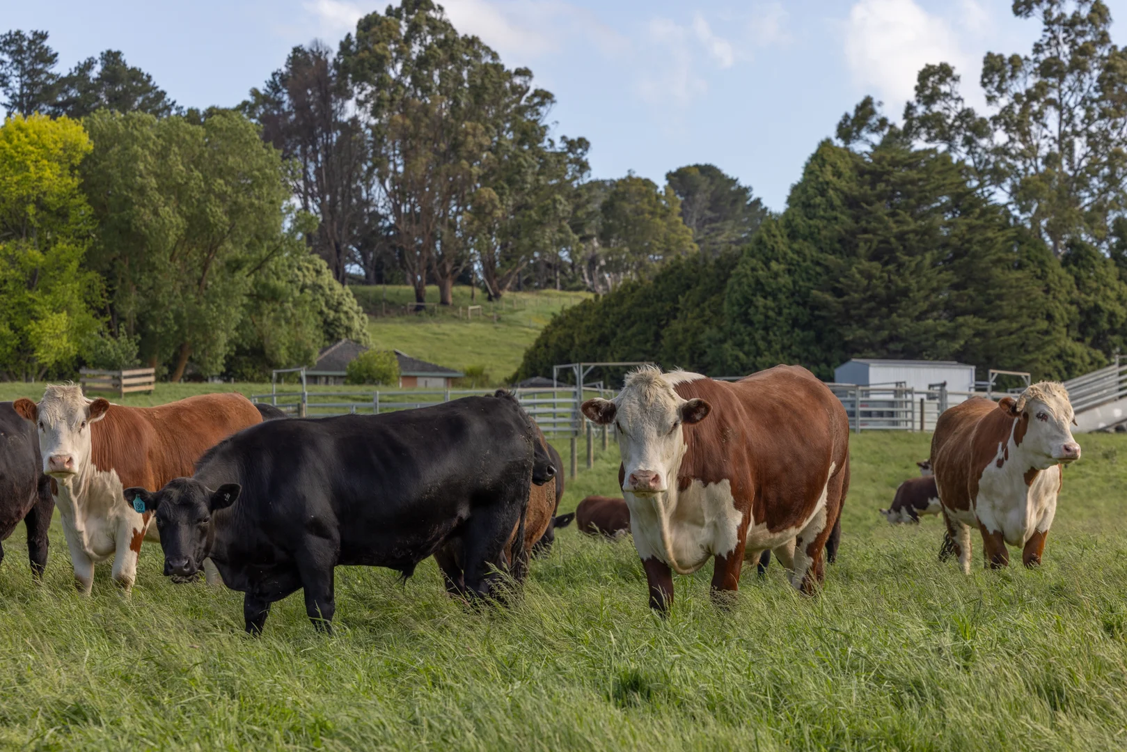 Additional image 16 of 520 Foster Road, Boolarra South VIC 3870