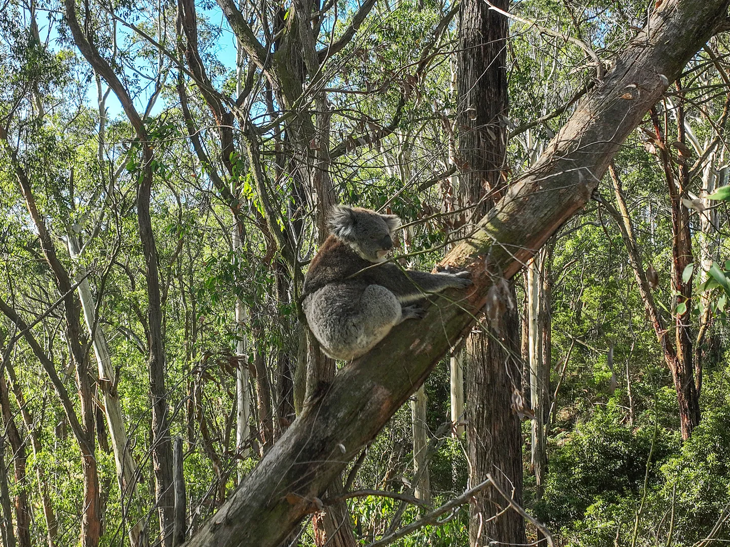 Additional image 6 of 3384 Lavers Hill-Cobden Road, Kennedys Creek VIC 3239