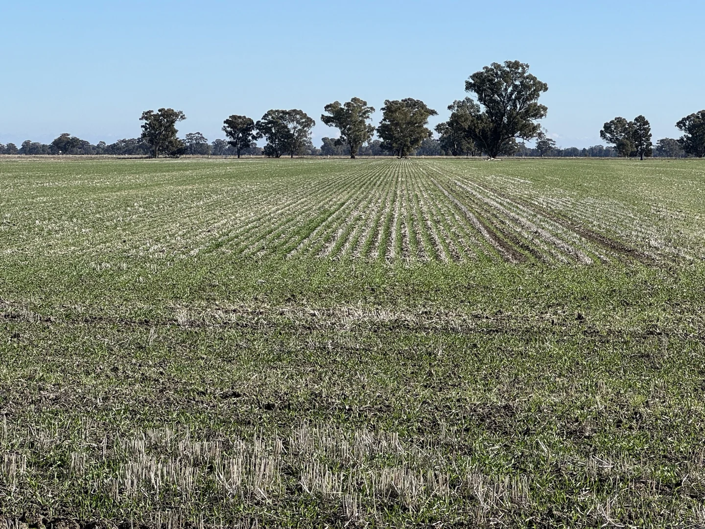 Additional image 25 of Berrigan Oaklands Road, Berrigan NSW 2712