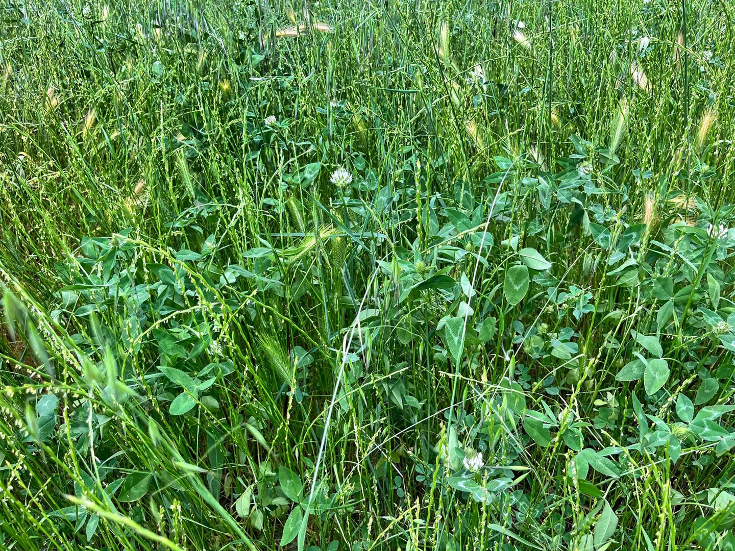 Additional image 8 of 'horse Gully' Old Waugoola Road, Woodstock NSW 2793
