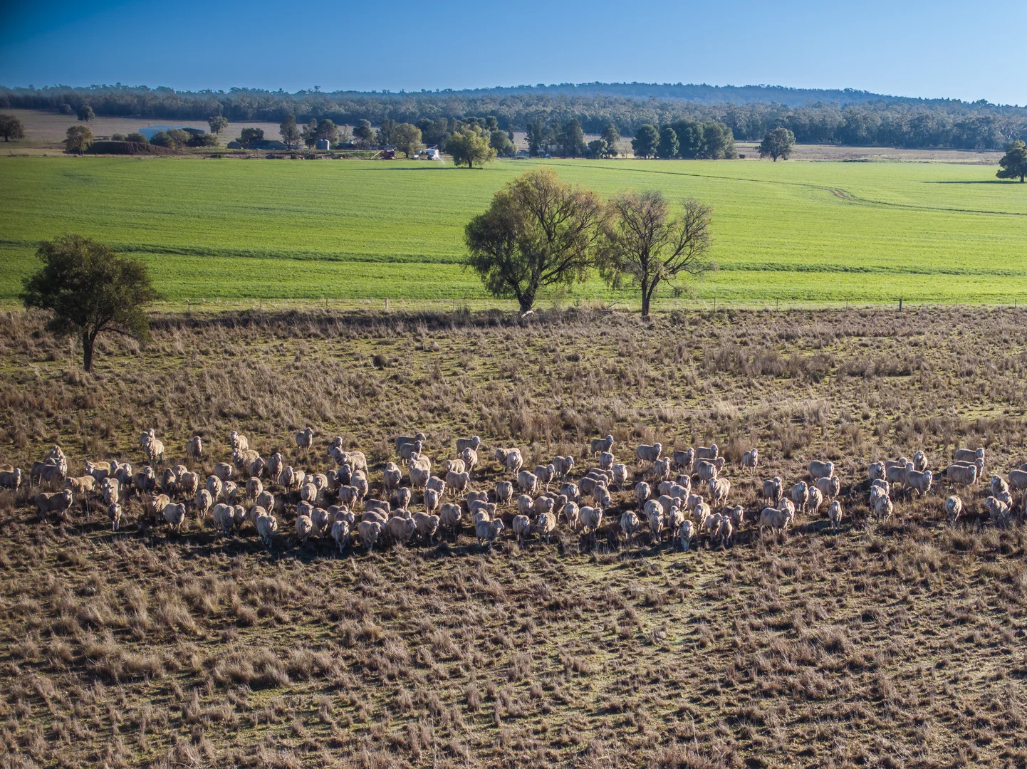 Additional image 15 of Ashford Heath 47 Adios Lane, Bogan Gate NSW 2876