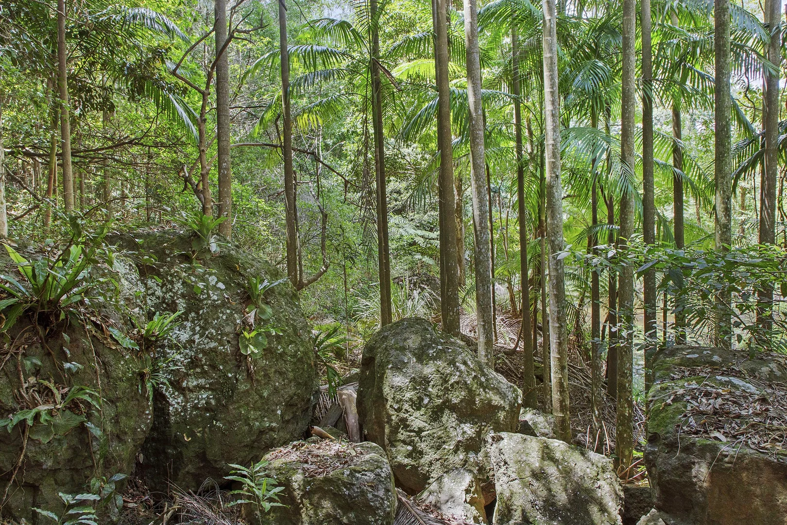 Additional image 18 of 56-66 The Shelf Road, Tamborine Mountain QLD 4272
