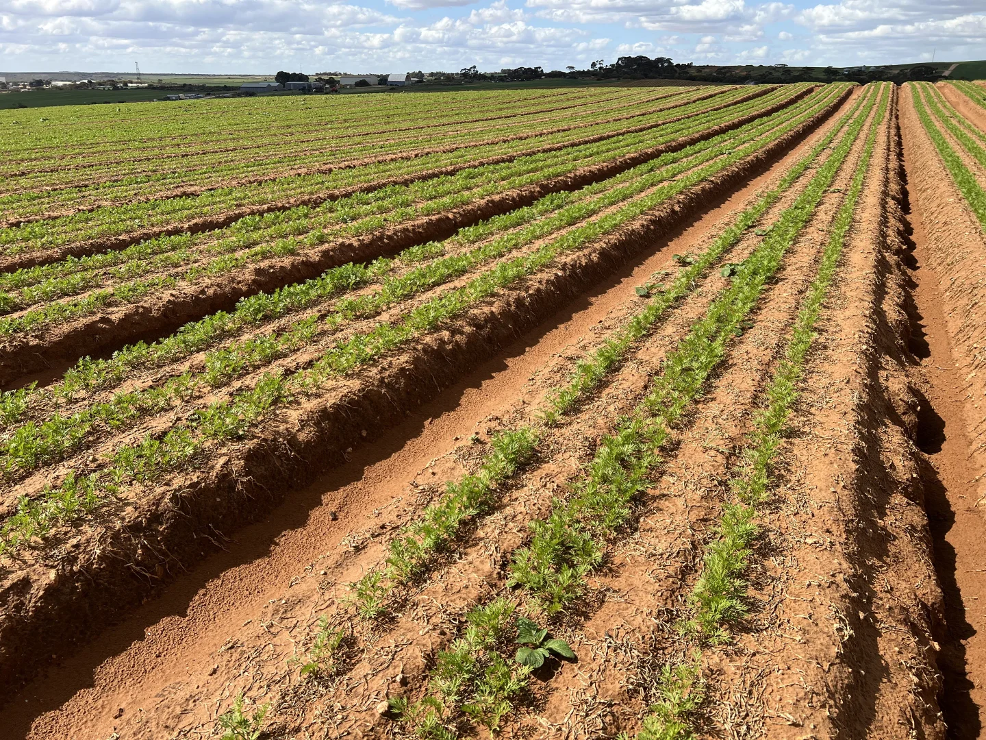 Additional image 5 of 66 Morrell Road, Bowhill SA 5238