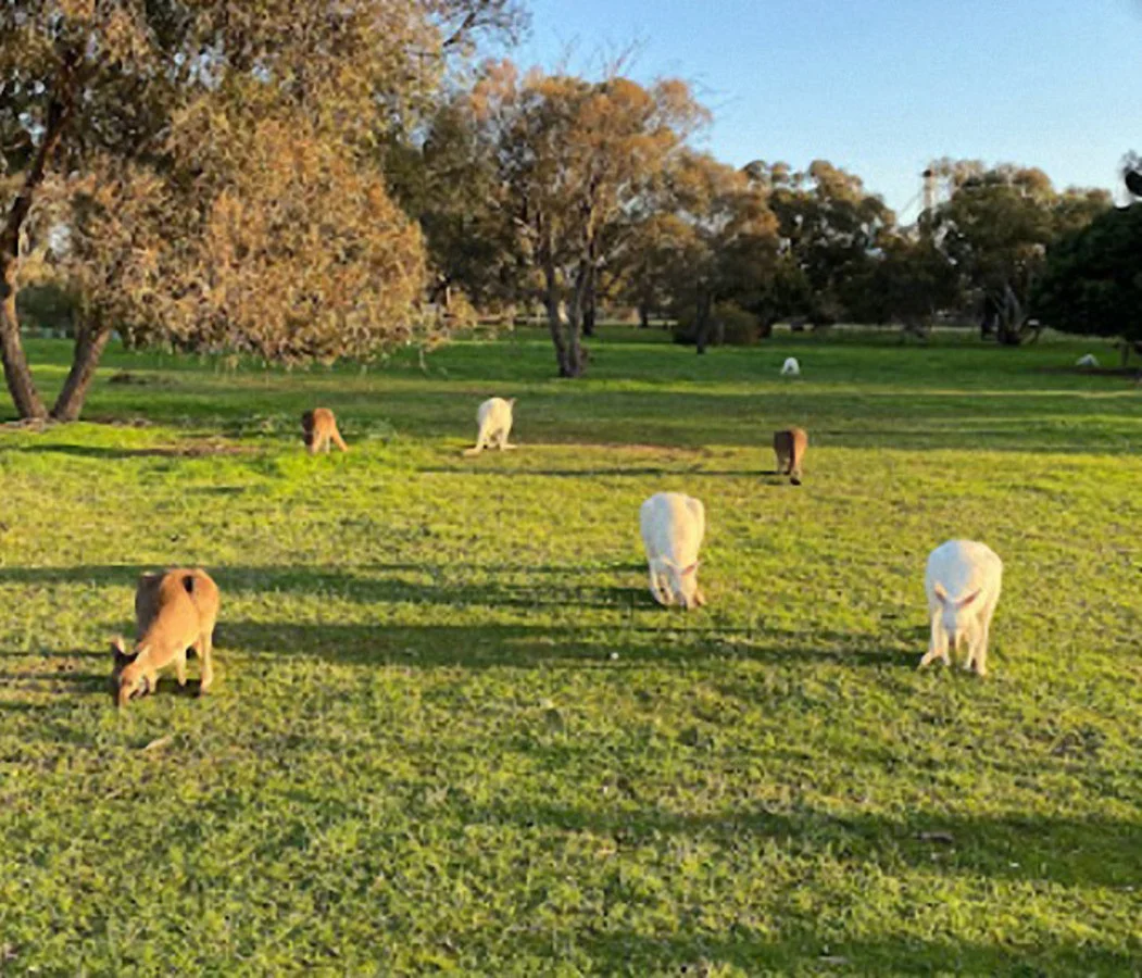 Additional image 9 of 45 Densley Avenue, Bordertown SA 5268