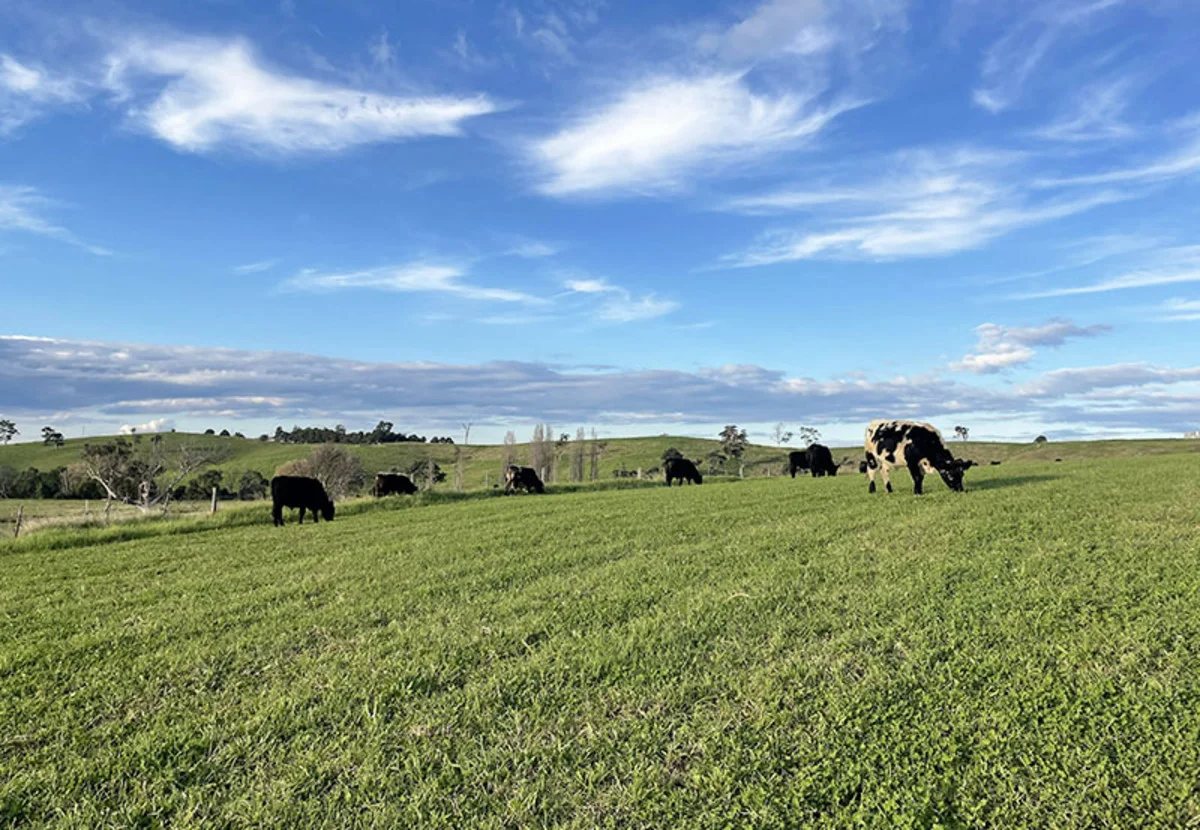 Additional image 2 of 169 Cochranes Road, Wolumla NSW 2550