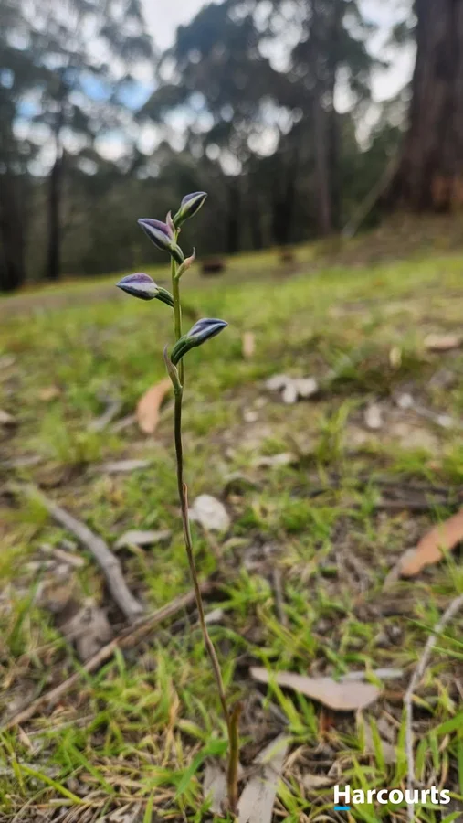 Additional image 13 of 4B Gilfedder Terrace, Mirboo North VIC 3871