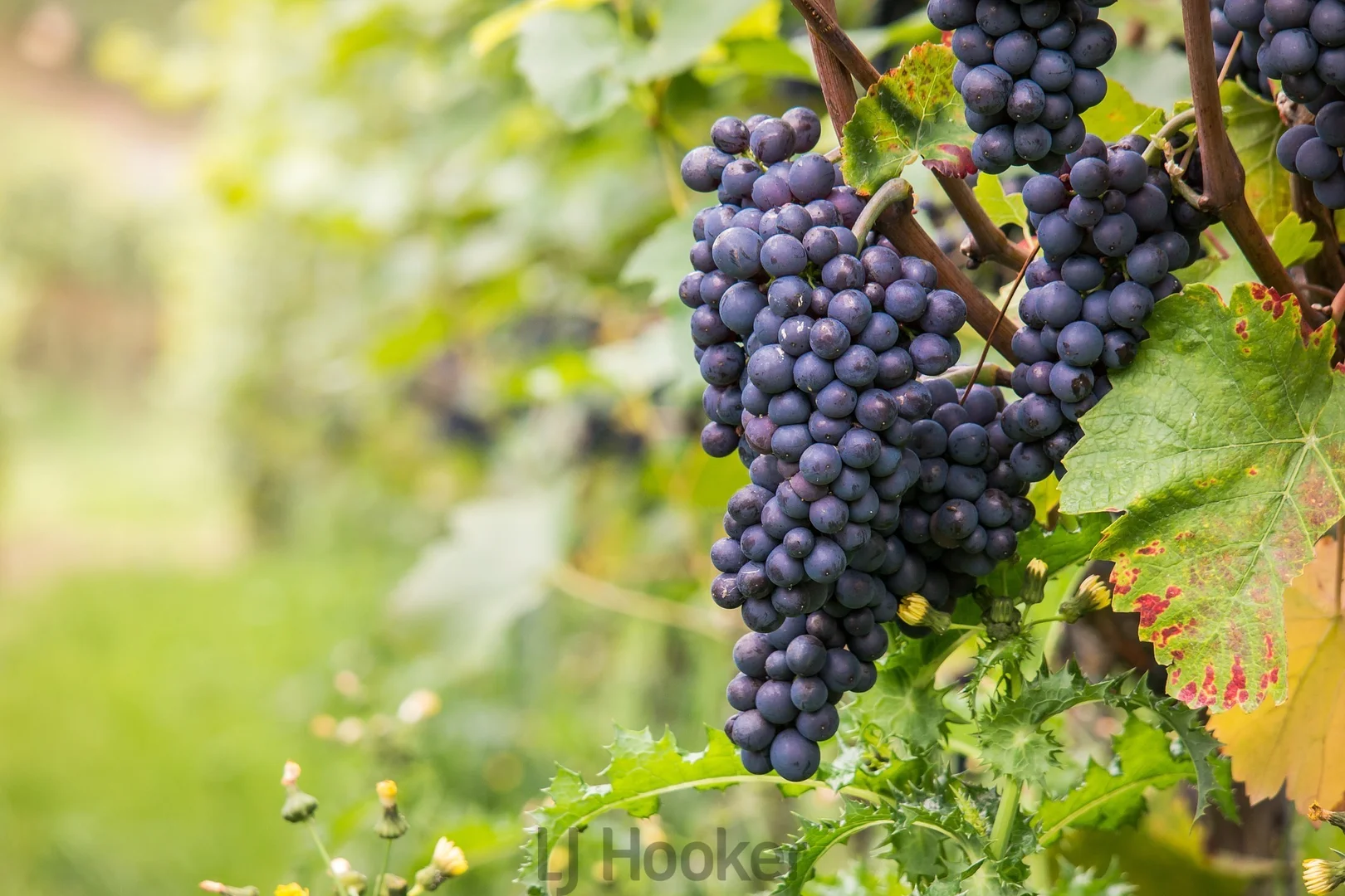 Additional image 10 of 381/184 Almond Street, Denman NSW 2328