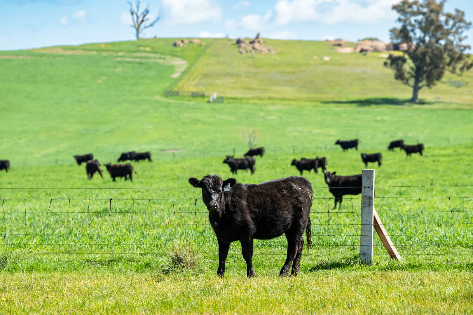 Additional image 17 of 413 Reynella Road, Walbundrie NSW 2642