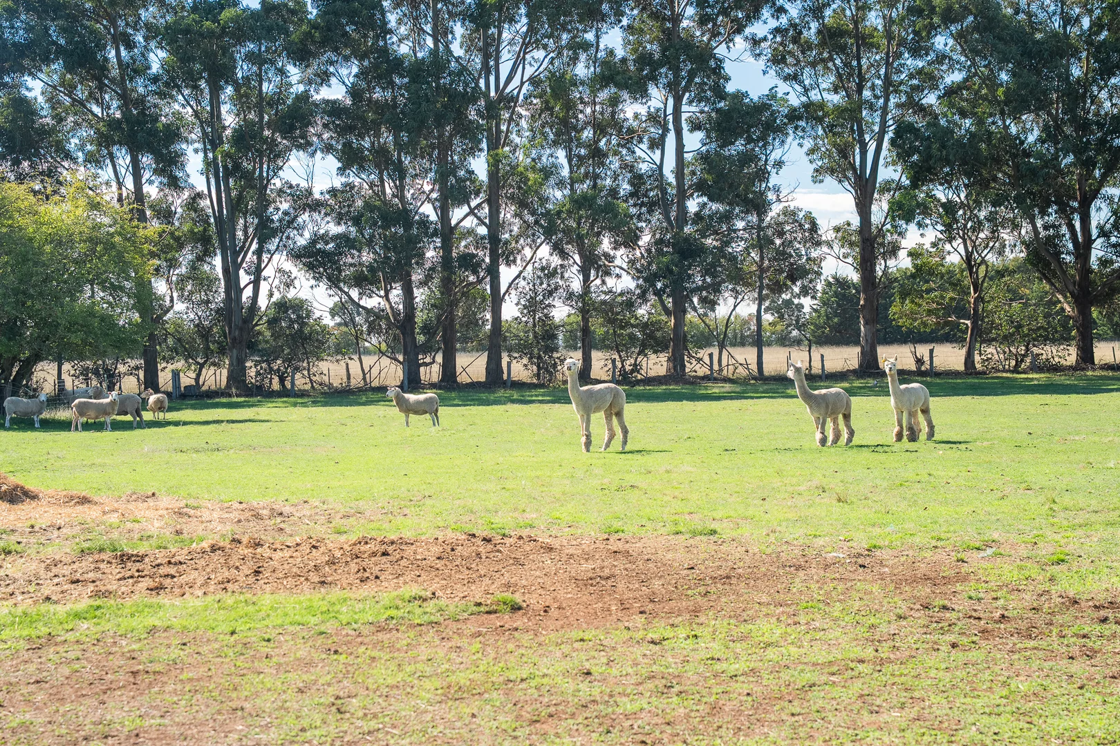 Additional image 21 of 'Hawthorn Park' 83 Sheehans Road, Romsey VIC 3434