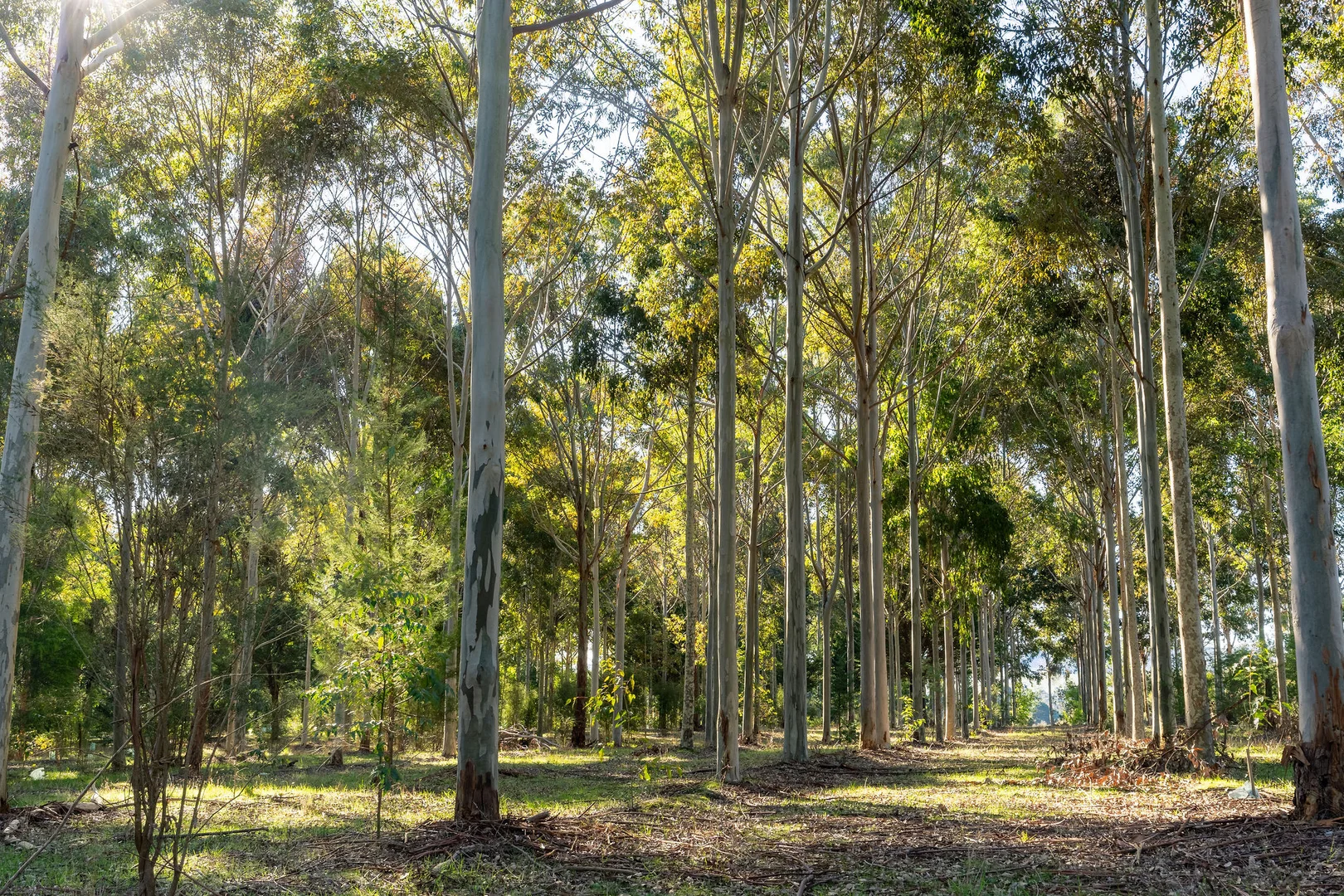 Additional image 3 of 252 Taggerty - Thornton Road, Taggerty VIC 3714