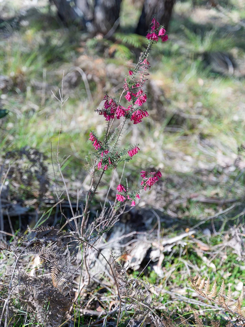 Additional image 19 of Lot 201 Tiers Road, Lenswood SA 5240