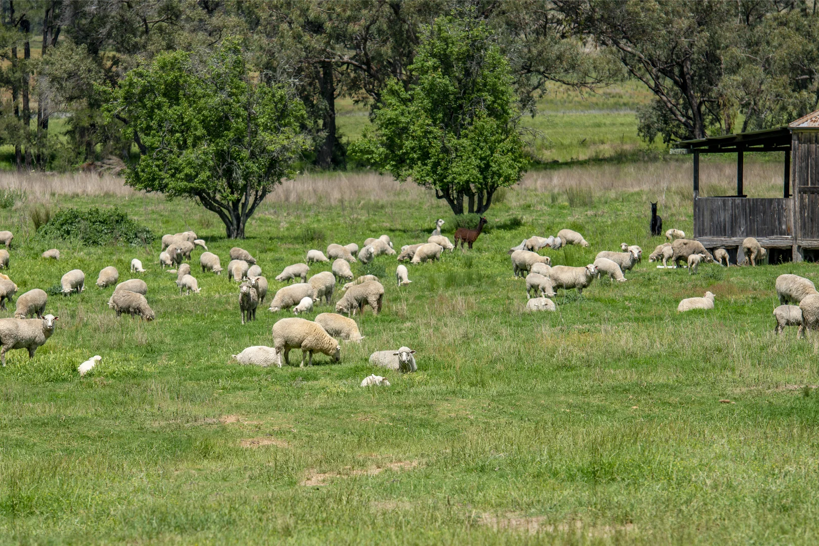 Additional image 7 of 1124 WARKTON ROAD, Coonabarabran NSW 2357