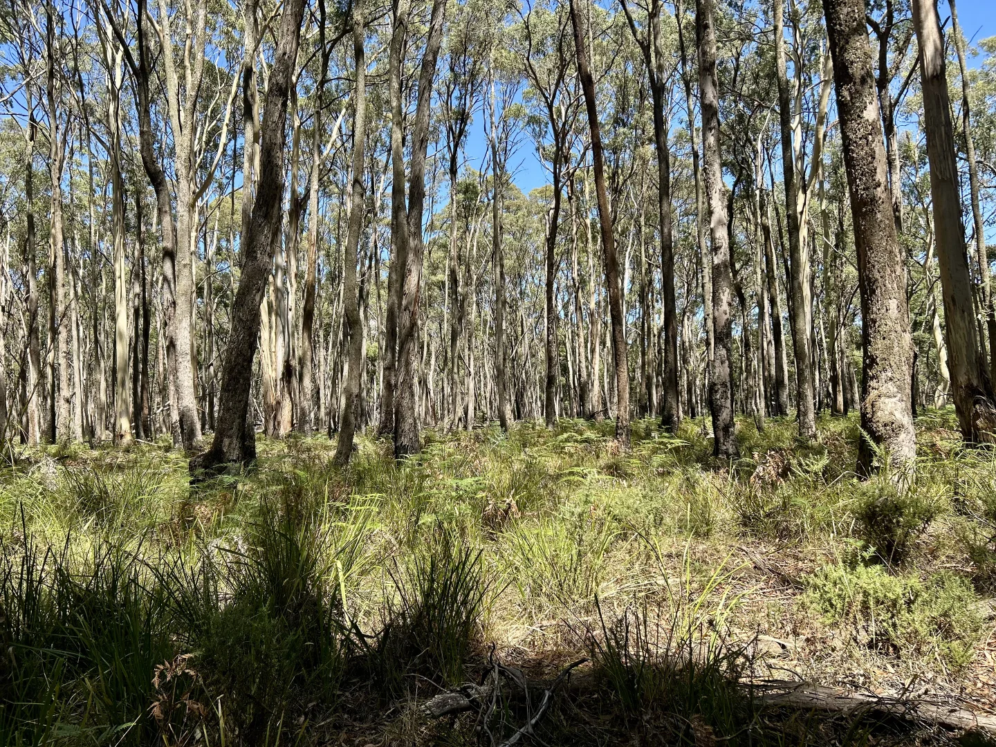 Additional image 5 of 18 Golden Point Road, Trentham VIC 3458