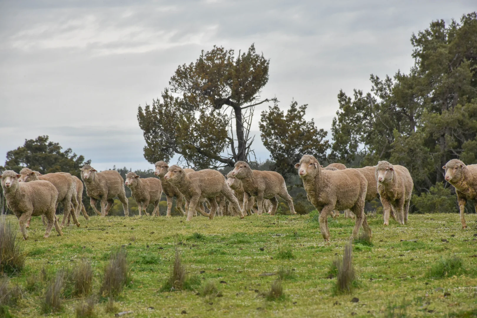 Additional image 6 of "Moura" Waterhole Creek Road, Mandagery NSW 2870