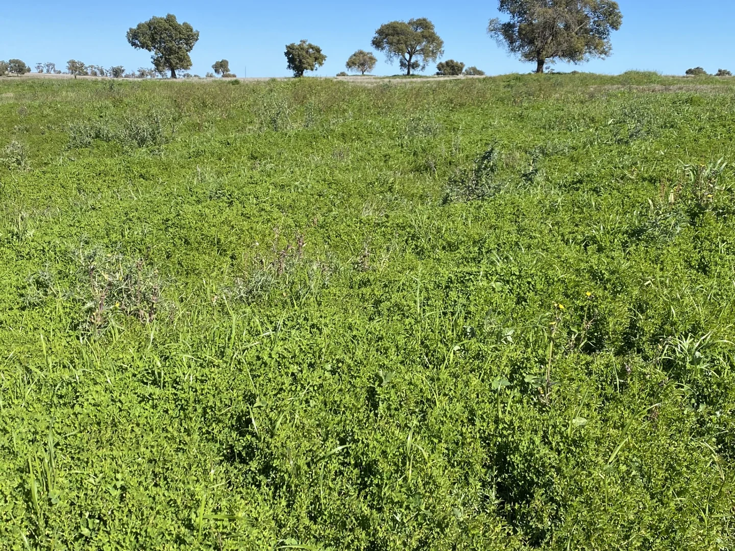 Additional image 15 of 492 Eremeran Road, Condobolin NSW 2877