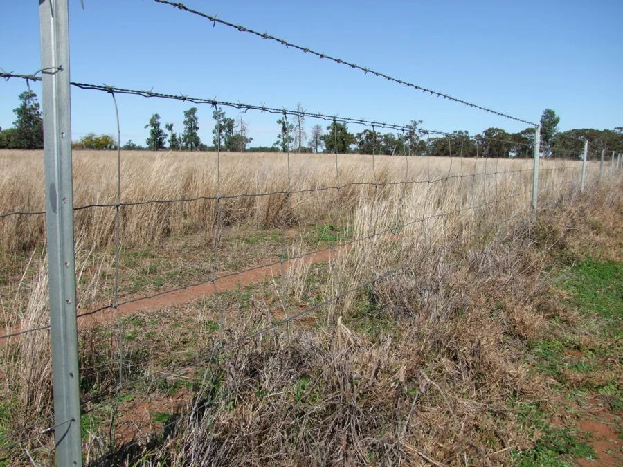 Additional image 14 of 125-291 GOORIANAWA ROAD, Mount Tenandra NSW 2828