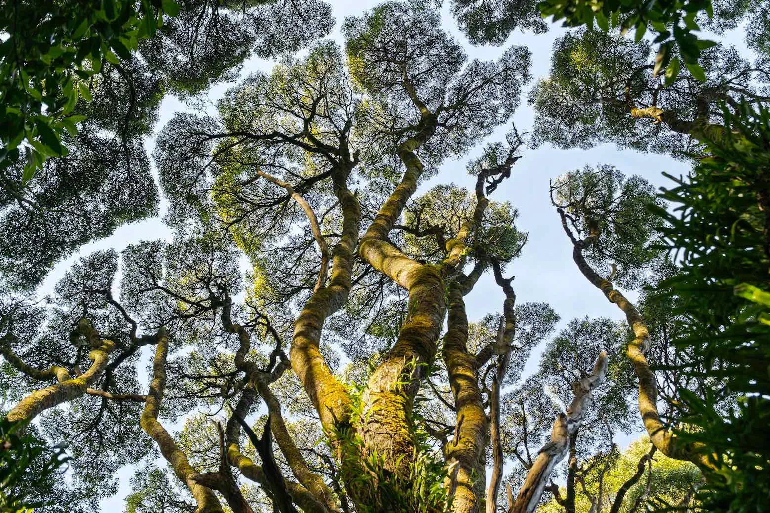 Additional image 5 of 5 Pound Road, Beech Forest VIC 3237