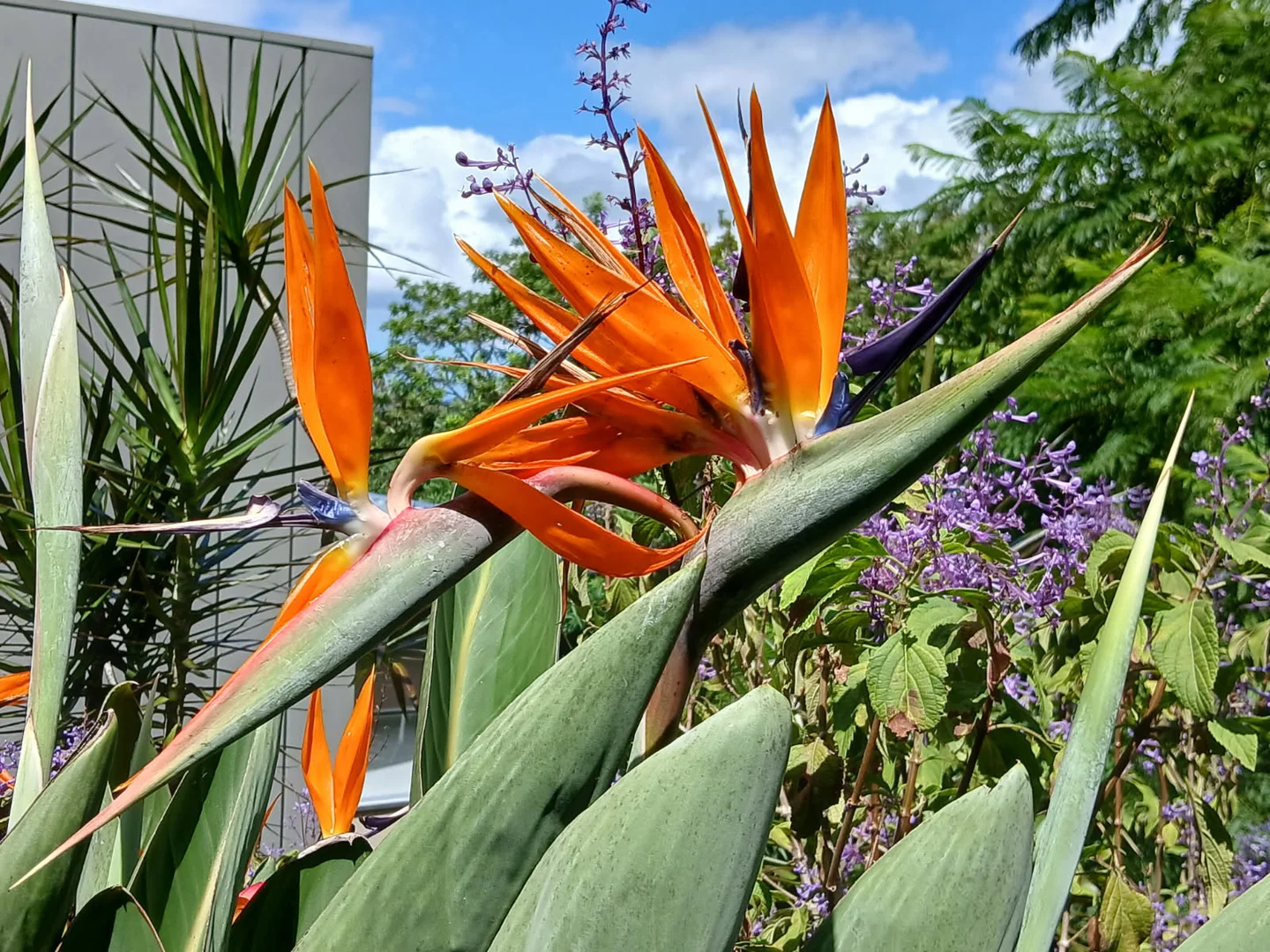 Additional image 33 of 425 Mount Nimmel Road, Austinville QLD 4213