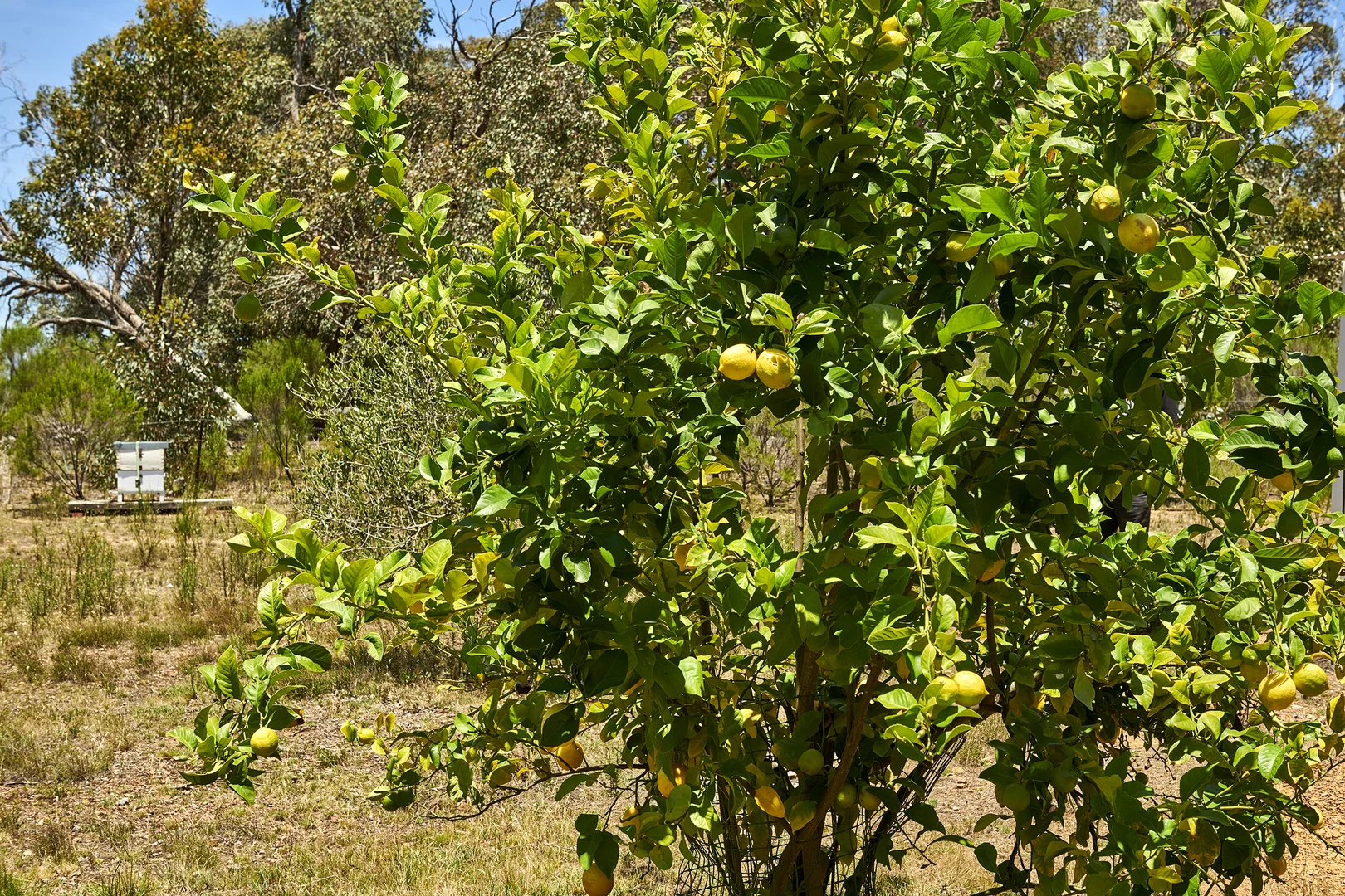 Additional image 3 of 71 Brennan Road, Heathcote VIC 3523